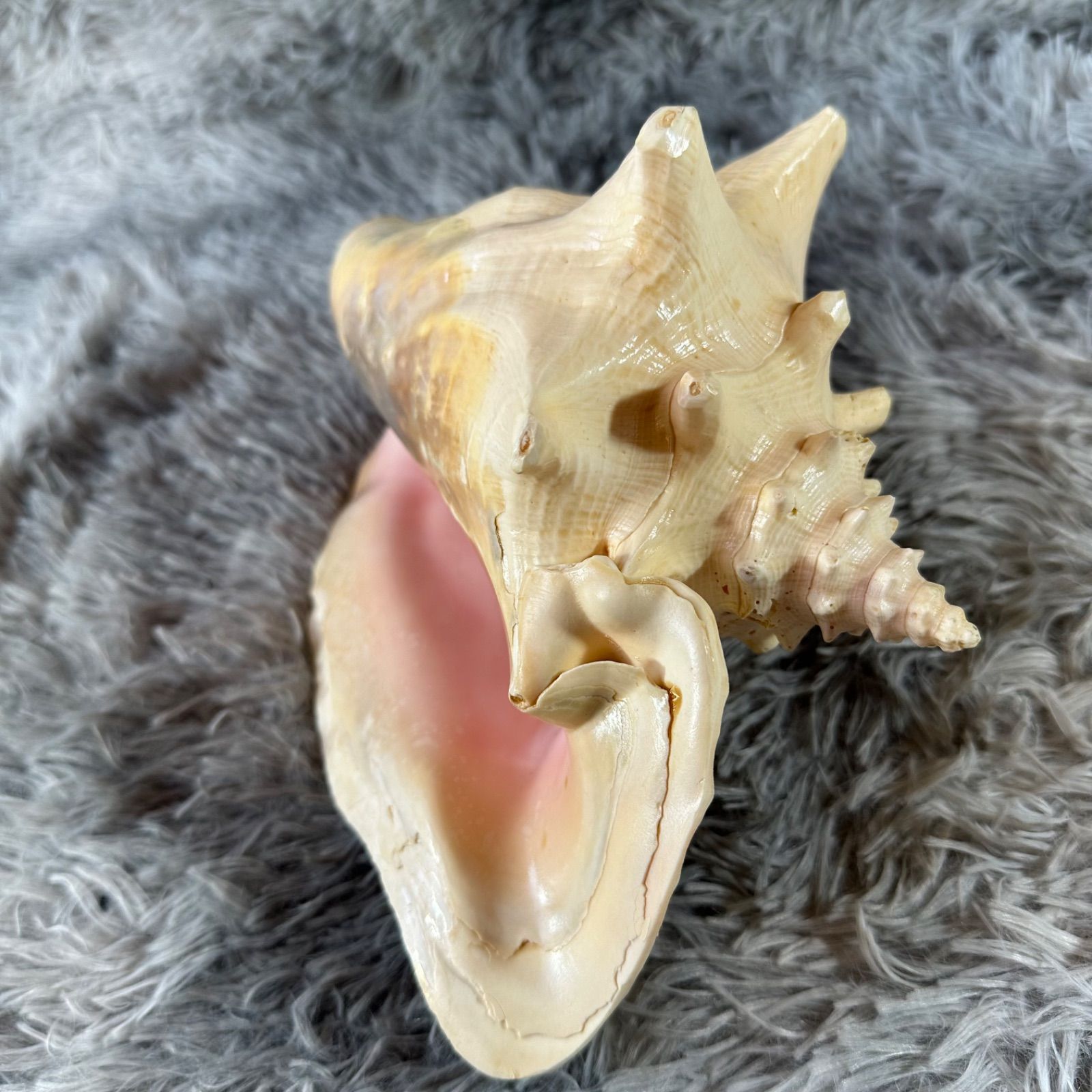 クイーンコンクシェル・母貝、貝殻 YS26B-130 - メルカリ