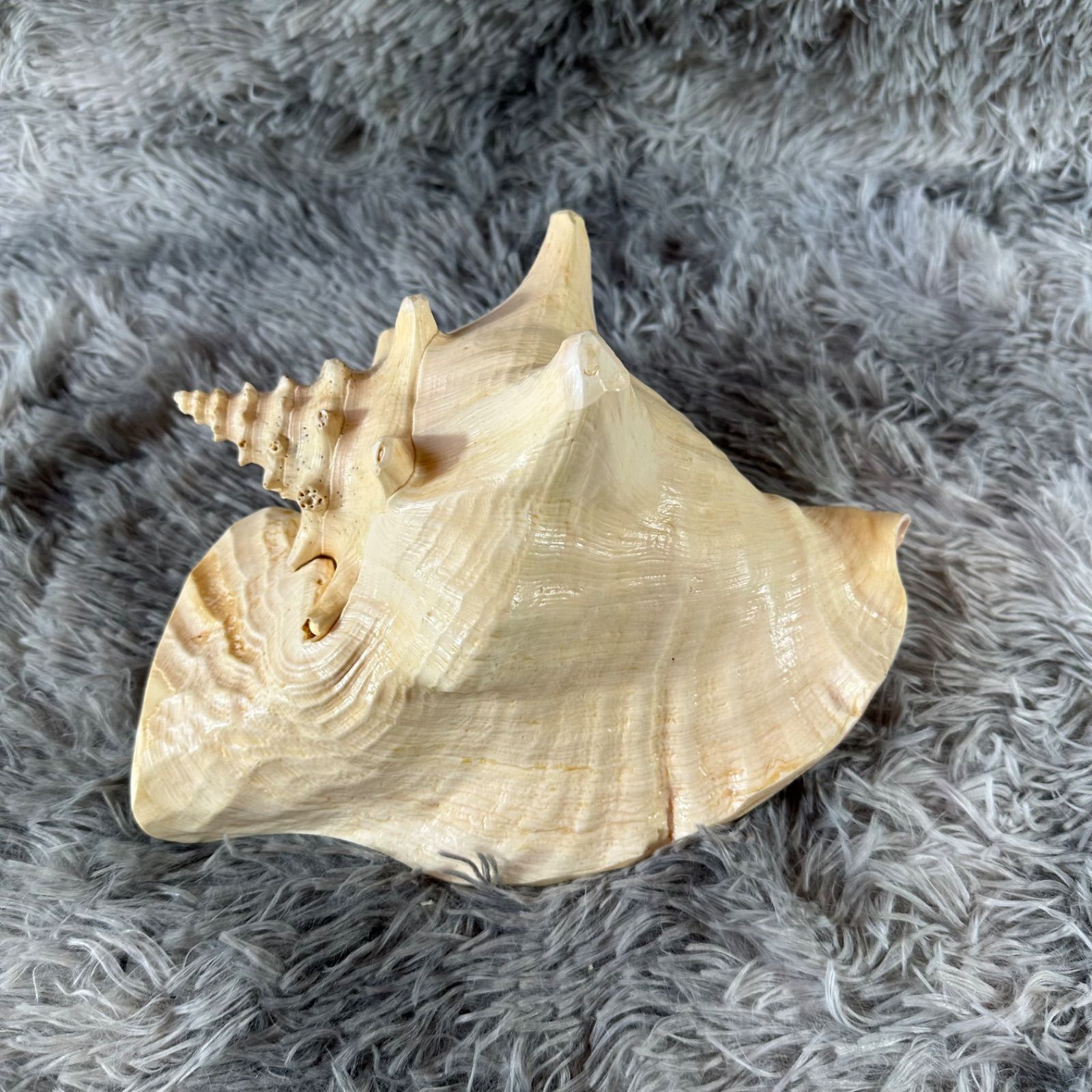 クイーンコンクシェル・母貝、貝殻 YS26B-130 - メルカリ