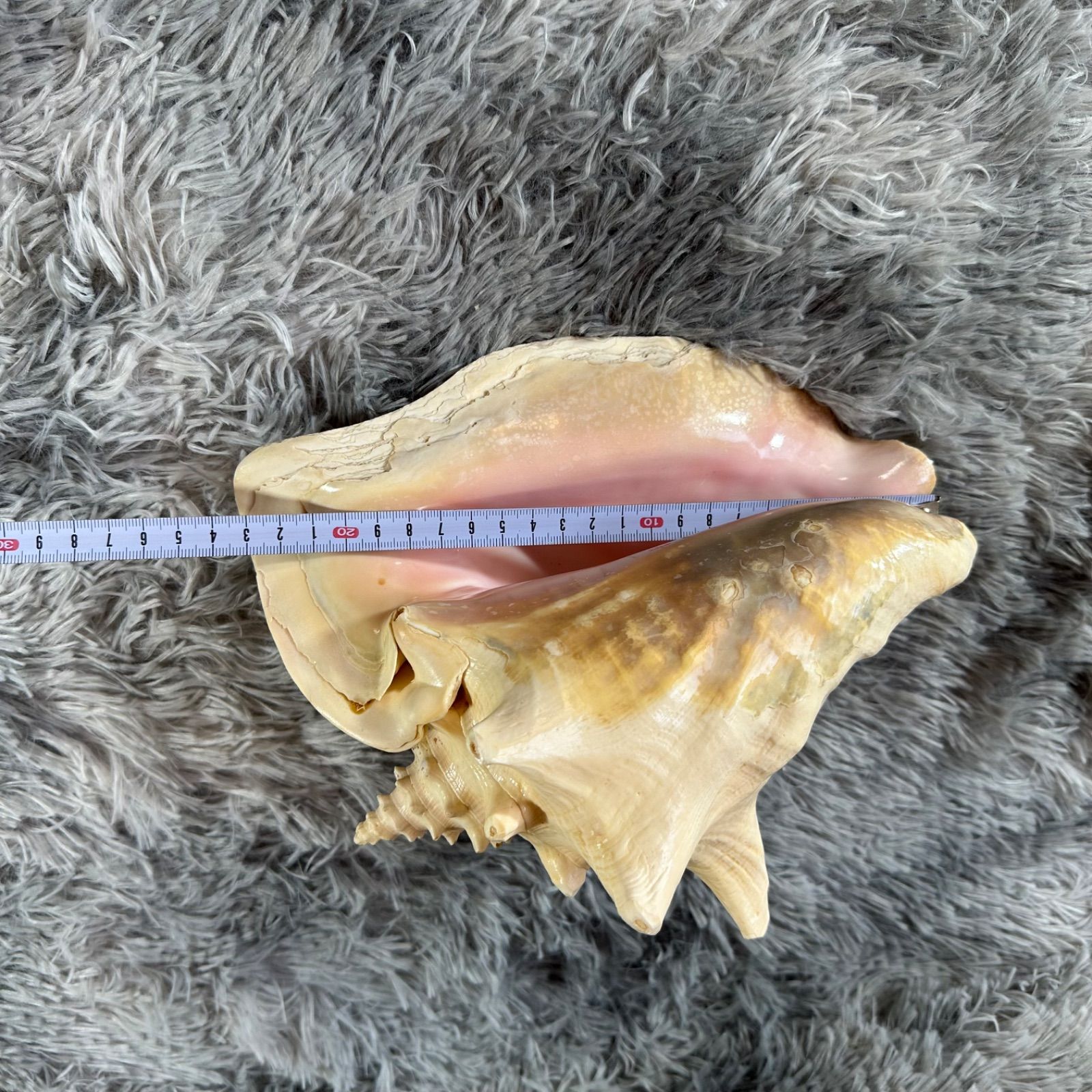 クイーンコンクシェル・母貝、貝殻 YS26B-130 - メルカリ