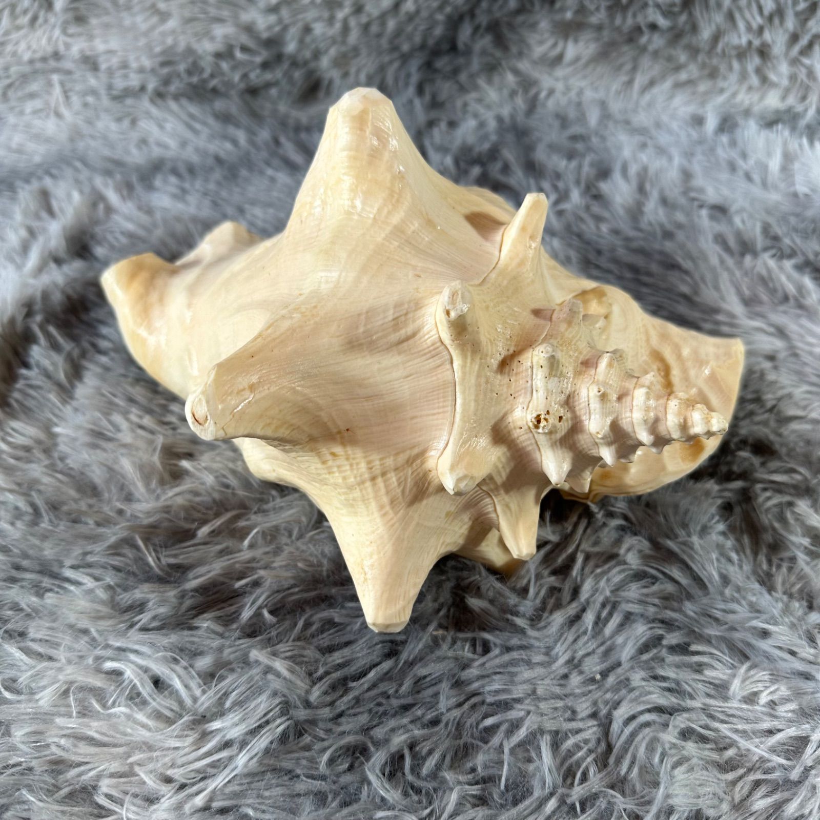 クイーンコンクシェル・母貝、貝殻 YS26B-130 - メルカリ