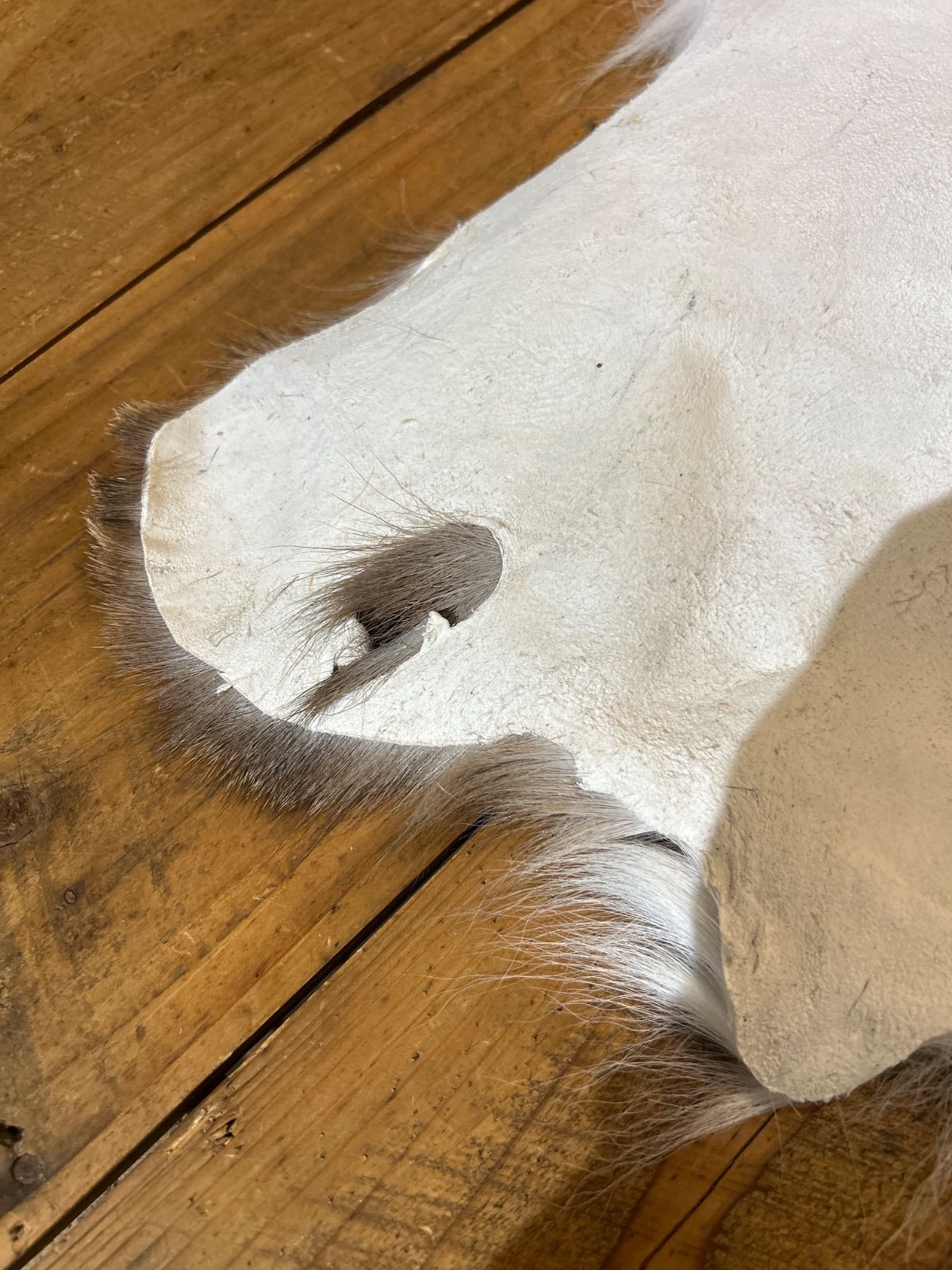 鹿の毛皮 ラグ敷物 毛革 鹿革 鹿14 ブッシュクラフト 野営 キャンプ