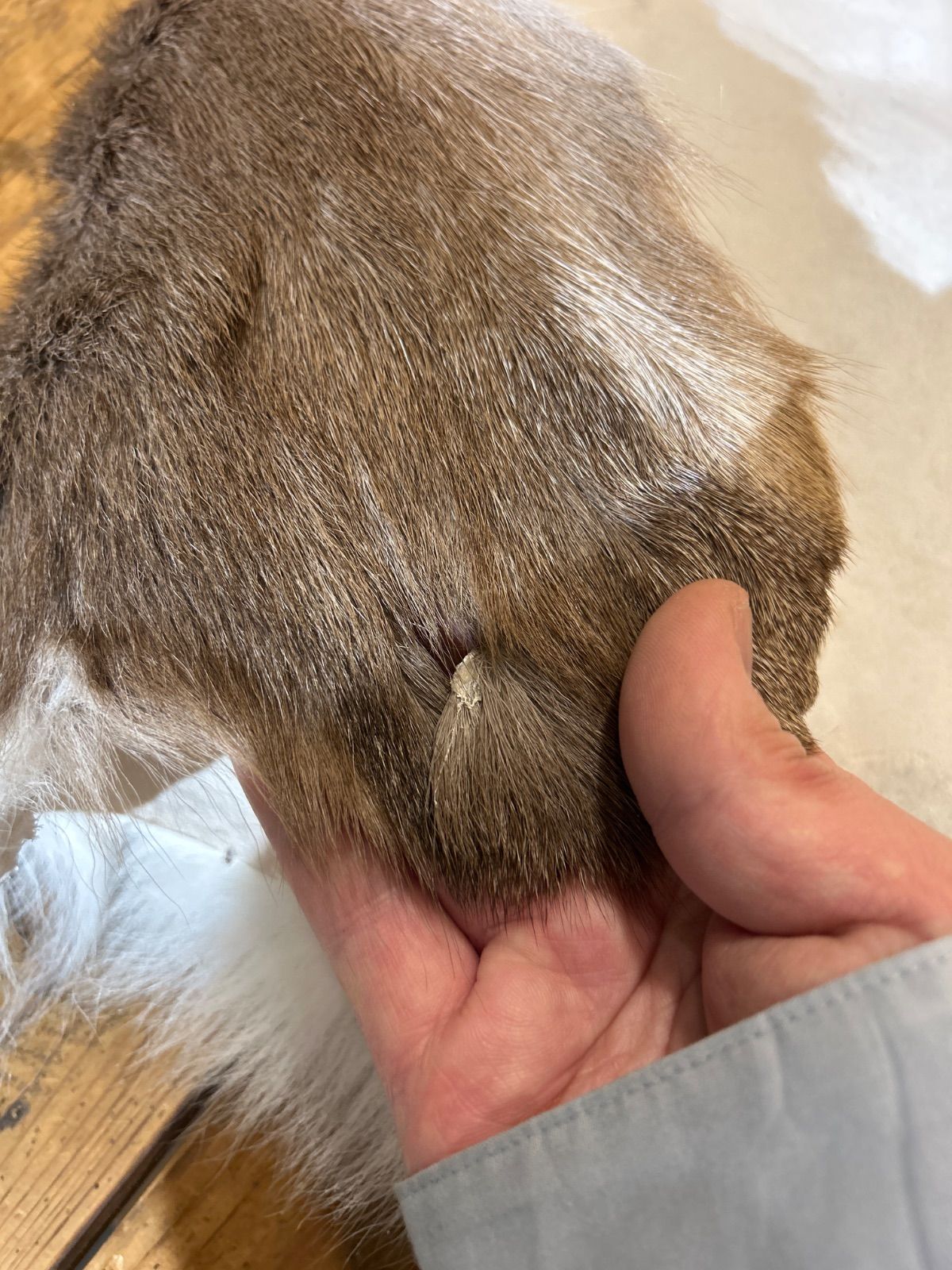 鹿の毛皮 ラグ敷物 毛革 鹿革 鹿14 ブッシュクラフト 野営 キャンプ