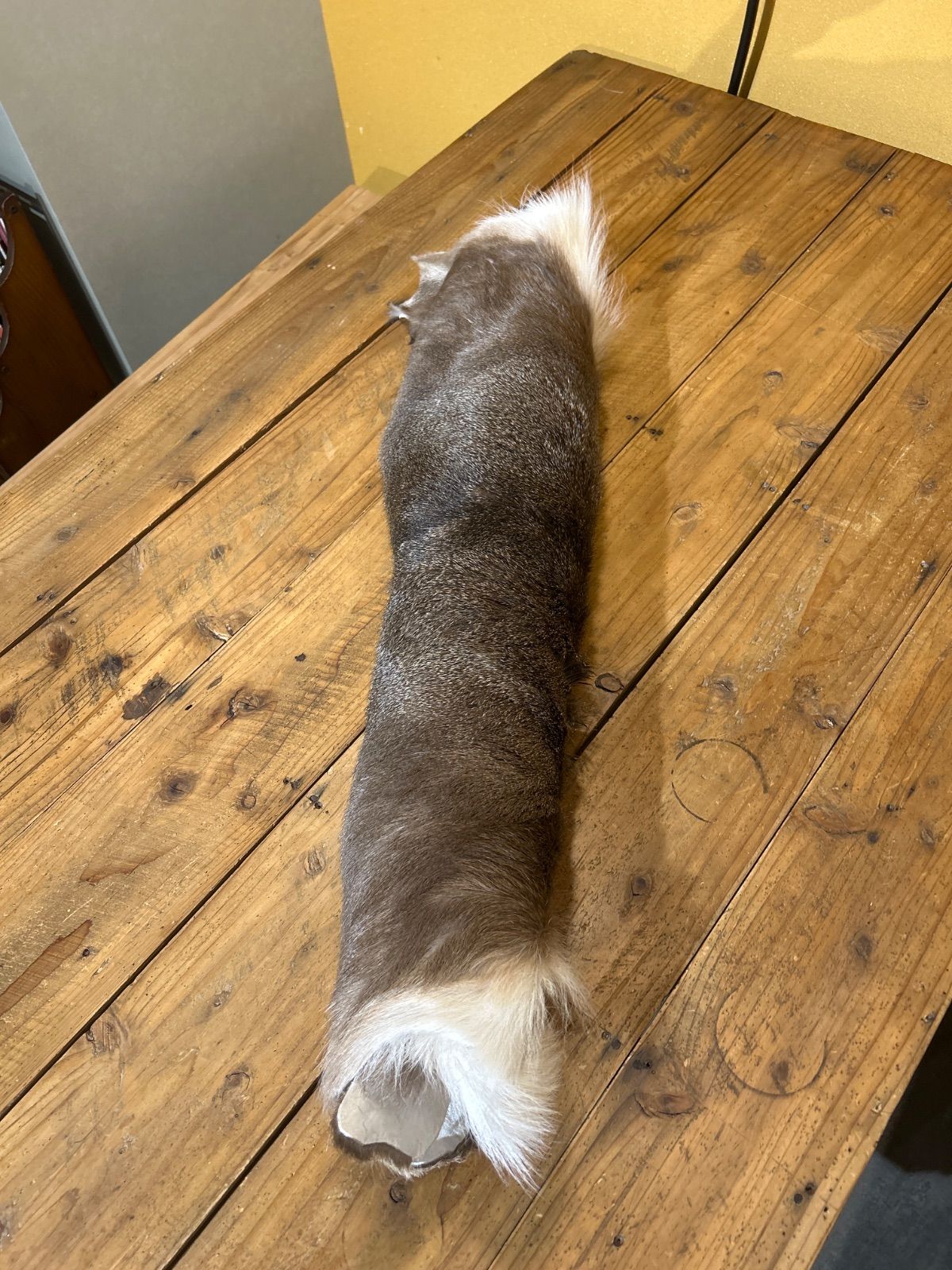 鹿の毛皮 ラグ敷物 毛革 鹿革 鹿14 ブッシュクラフト 野営 キャンプ