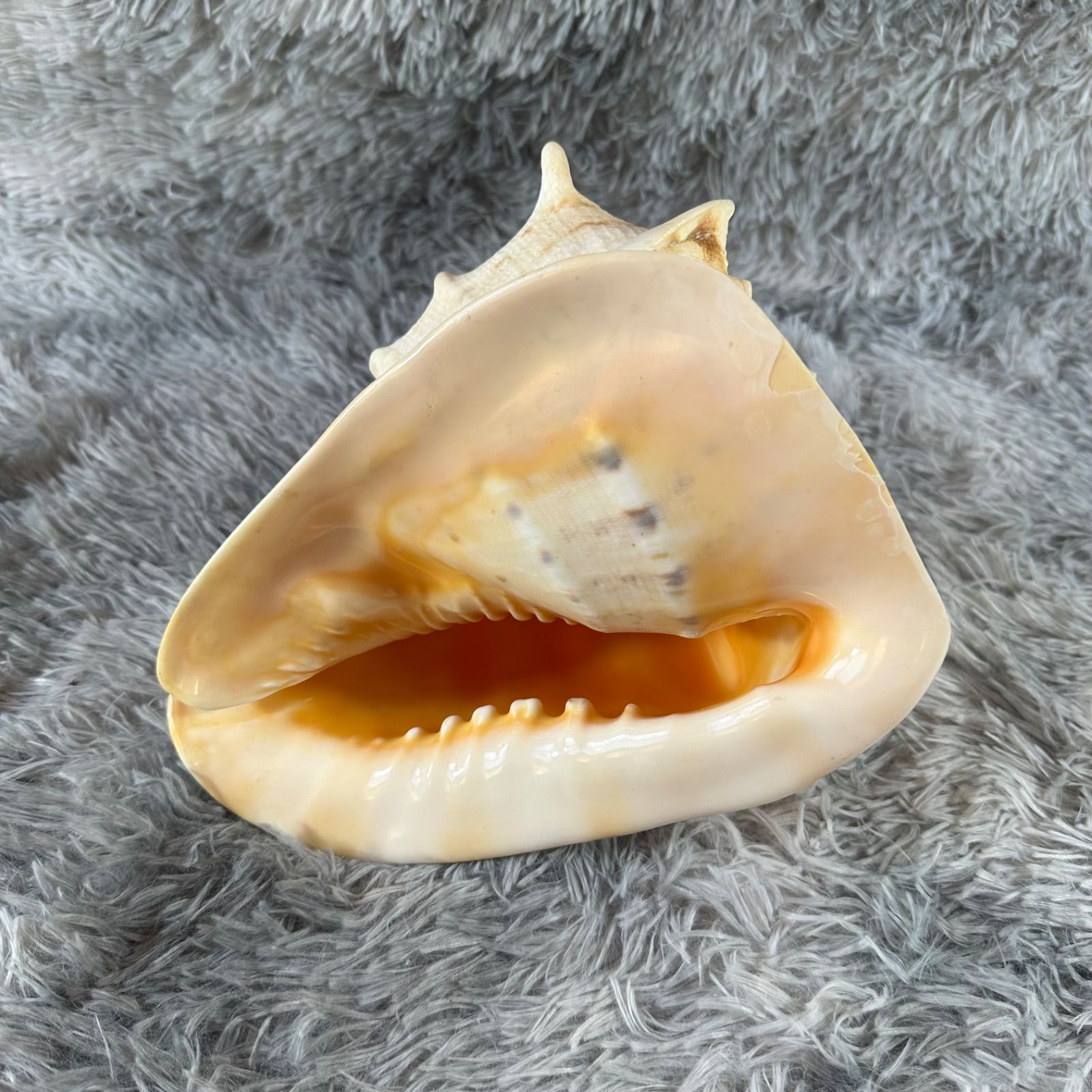 巻貝 トウカムリ 千年貝 置物 アンティーク 天然貝 インテリア YS26B