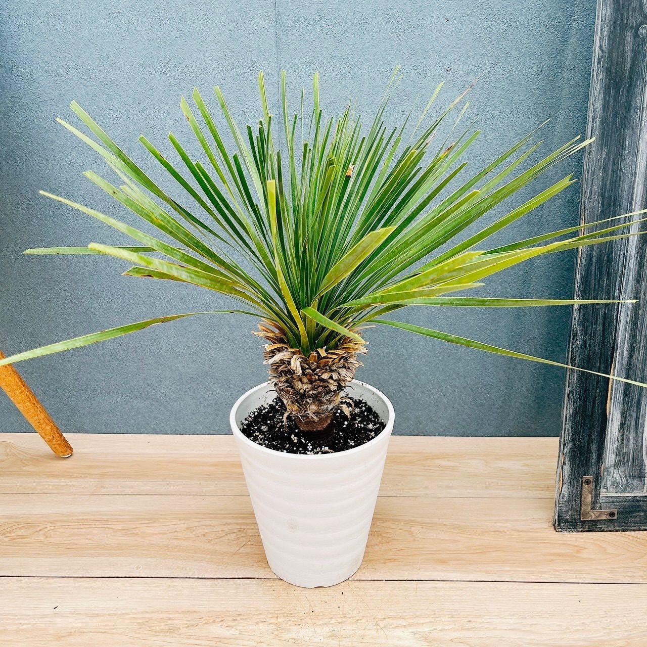 現品］【希少】50番 ユッカ ロストラータ 7号 観葉植物 レア 地植え可