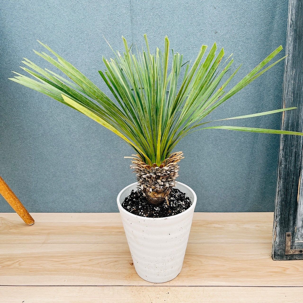 現品］【希少】50番 ユッカ ロストラータ 7号 観葉植物 レア 地植え可