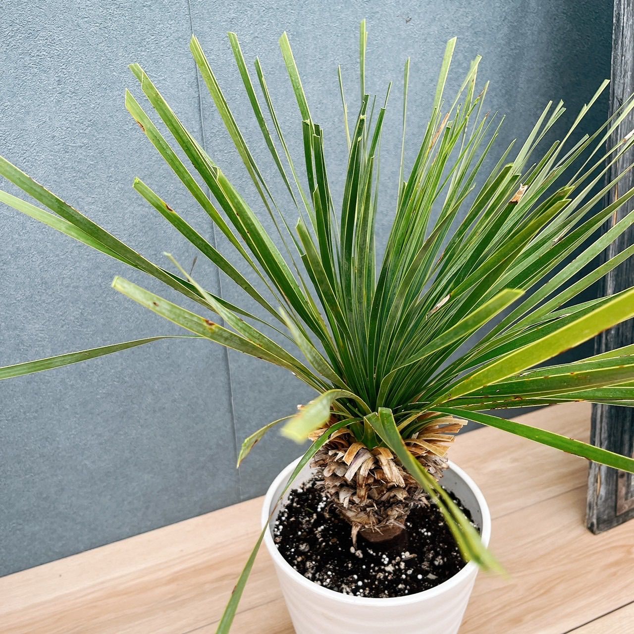 現品］【希少】50番 ユッカ ロストラータ 7号 観葉植物 レア 地植え可