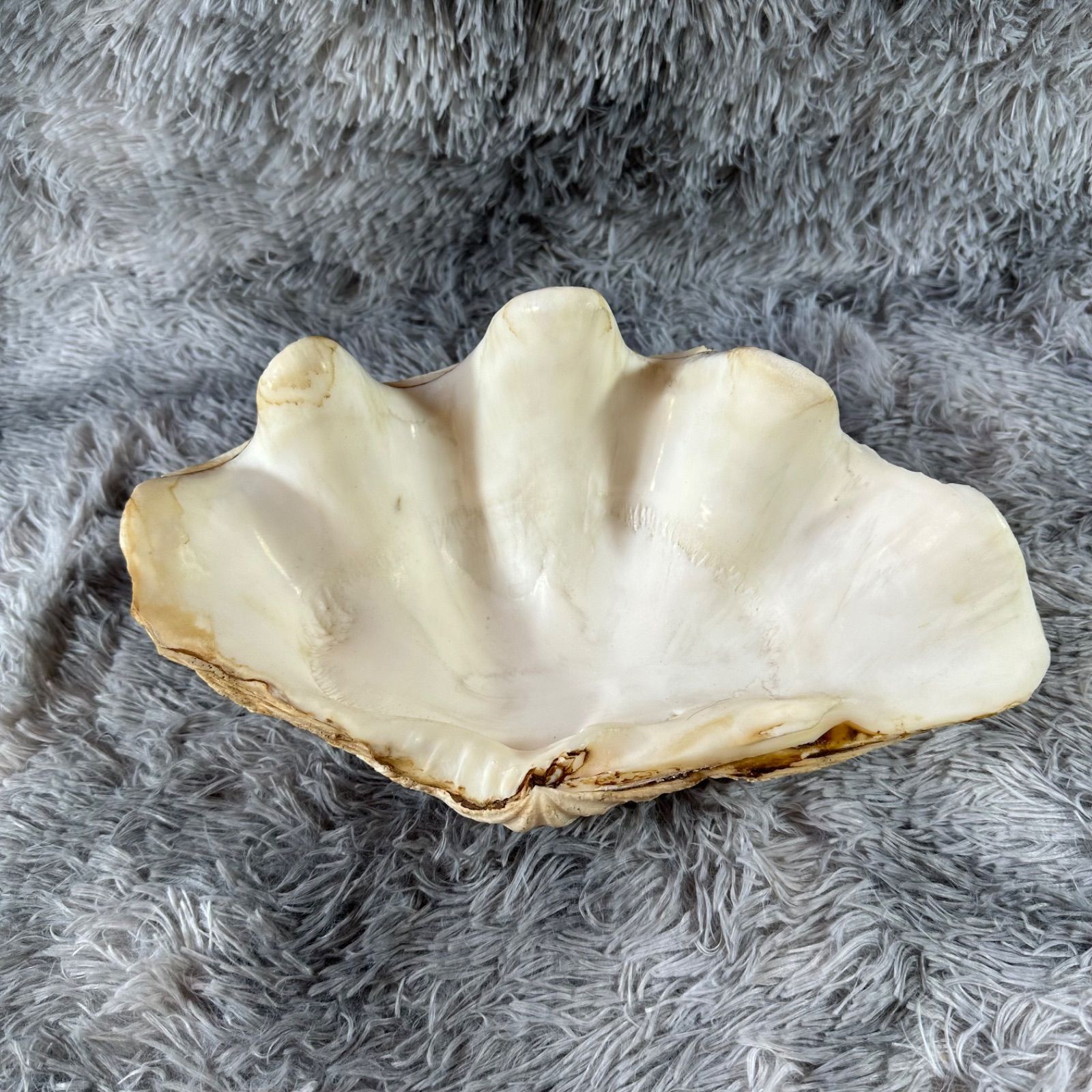 ヒレシャコガイ 貝殻 インテリア 置物 沖縄 南国 小物入れ YS26B-134