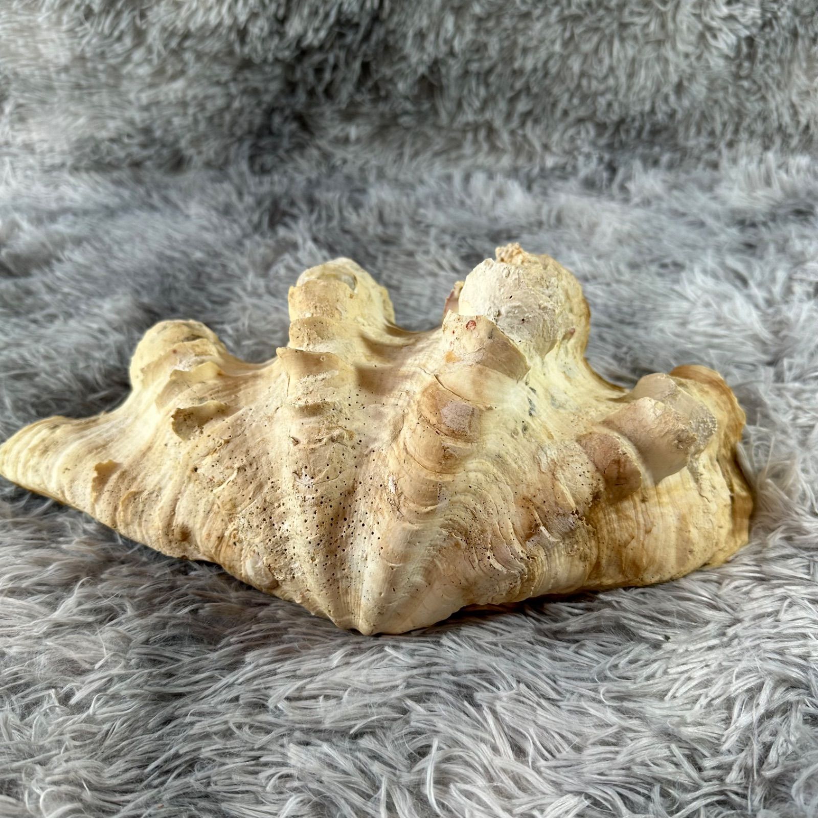 ヒレシャコガイ 貝殻 インテリア 置物 沖縄 南国 小物入れ YS26B-134