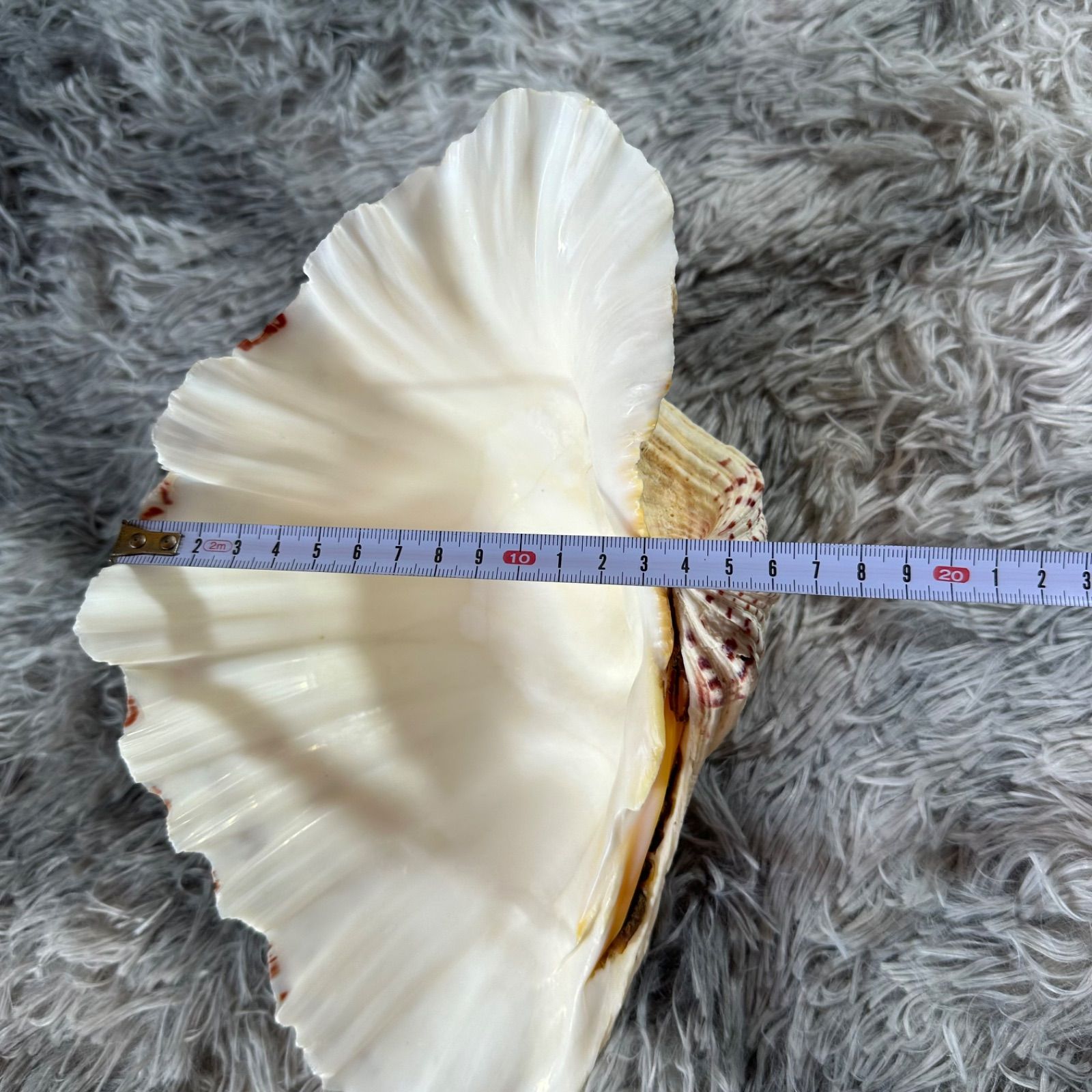 アンティーク】貝殻 特大 28cm 雑貨 アクアリウム 置物 YS26B-136