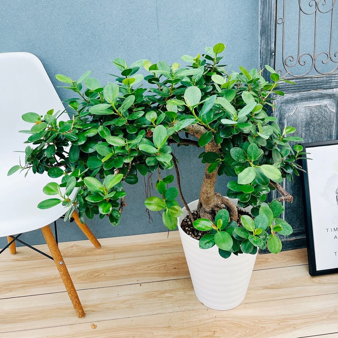 現品］【希少】41番 パンダガジュマル 盆栽仕立て 8号 観葉植物 室内