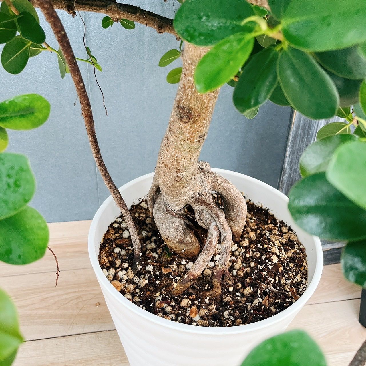 現品］【希少】41番 パンダガジュマル 盆栽仕立て 8号 観葉植物 室内