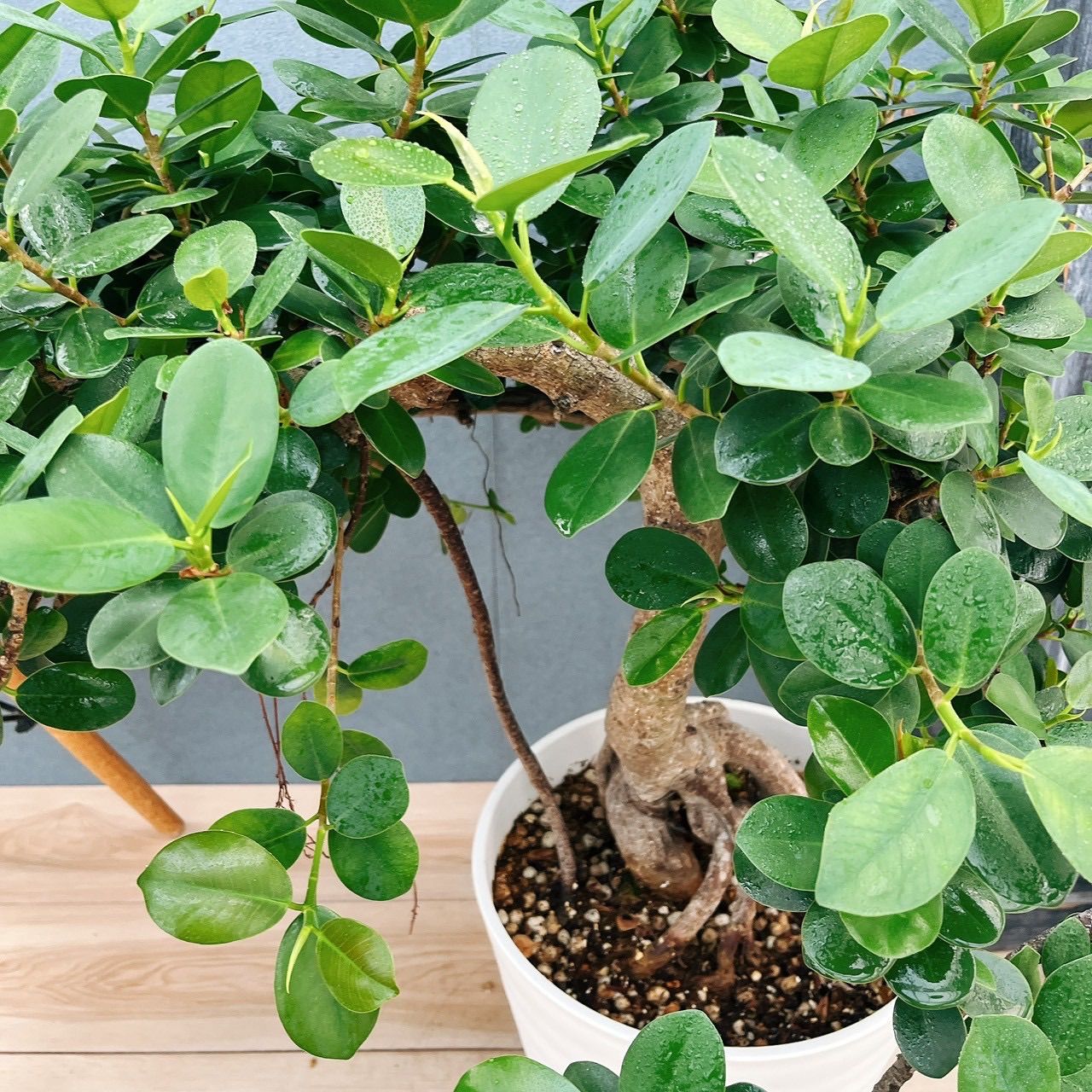 現品］【希少】41番 パンダガジュマル 盆栽仕立て 8号 観葉植物 室内