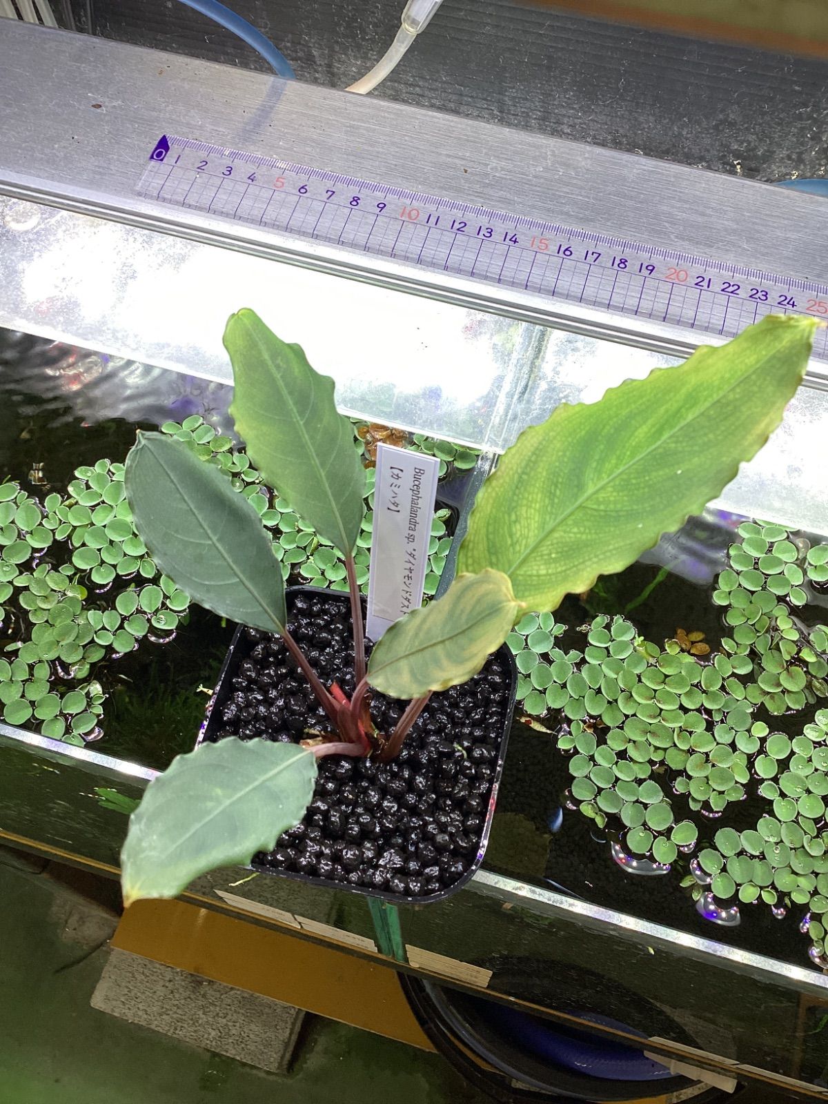 ブセファランドラ sp. ダイヤモンドダスト【カミハタ】 - メルカリ