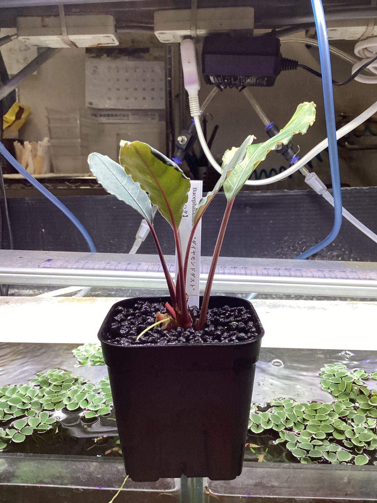 ブセファランドラ sp. ダイヤモンドダスト【カミハタ】 - メルカリ