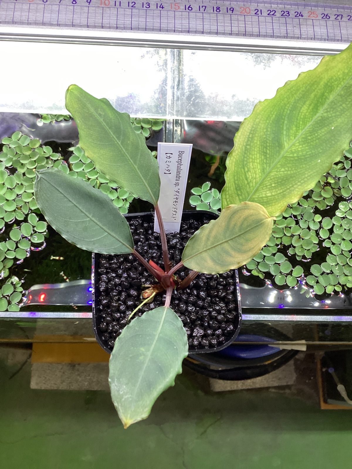 ブセファランドラ sp. ダイヤモンドダスト【カミハタ】 - メルカリ