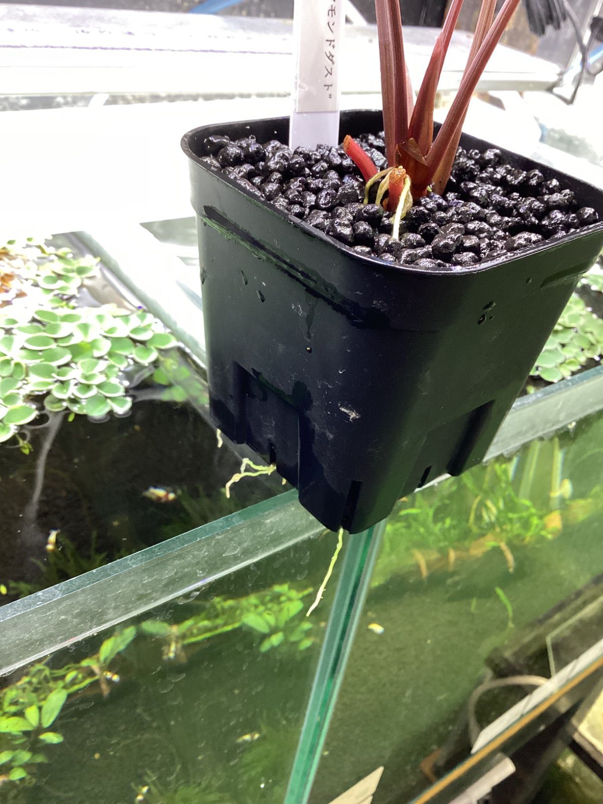 ブセファランドラ sp. ダイヤモンドダスト【カミハタ】 - メルカリ