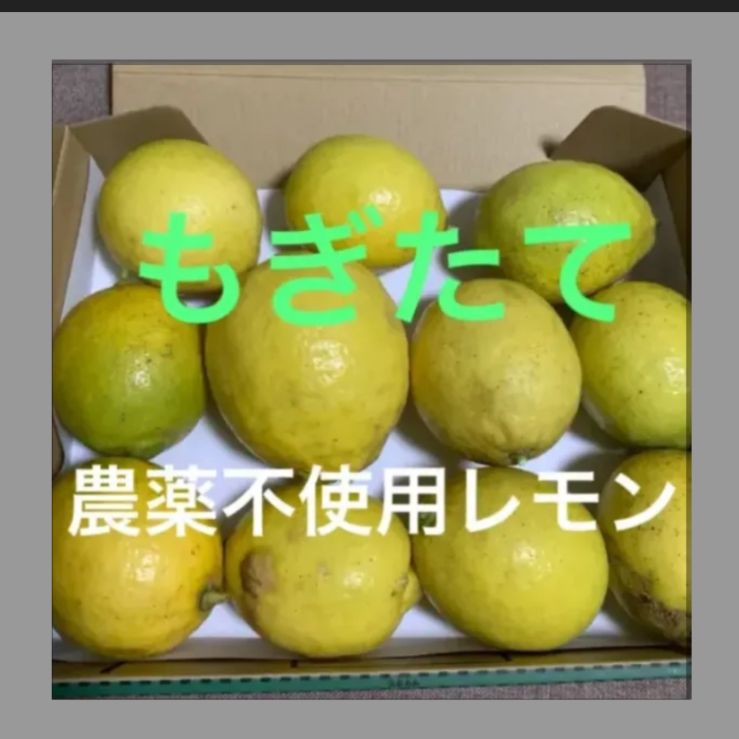 もぎたて国産レモン 農薬不使用 - メルカリ