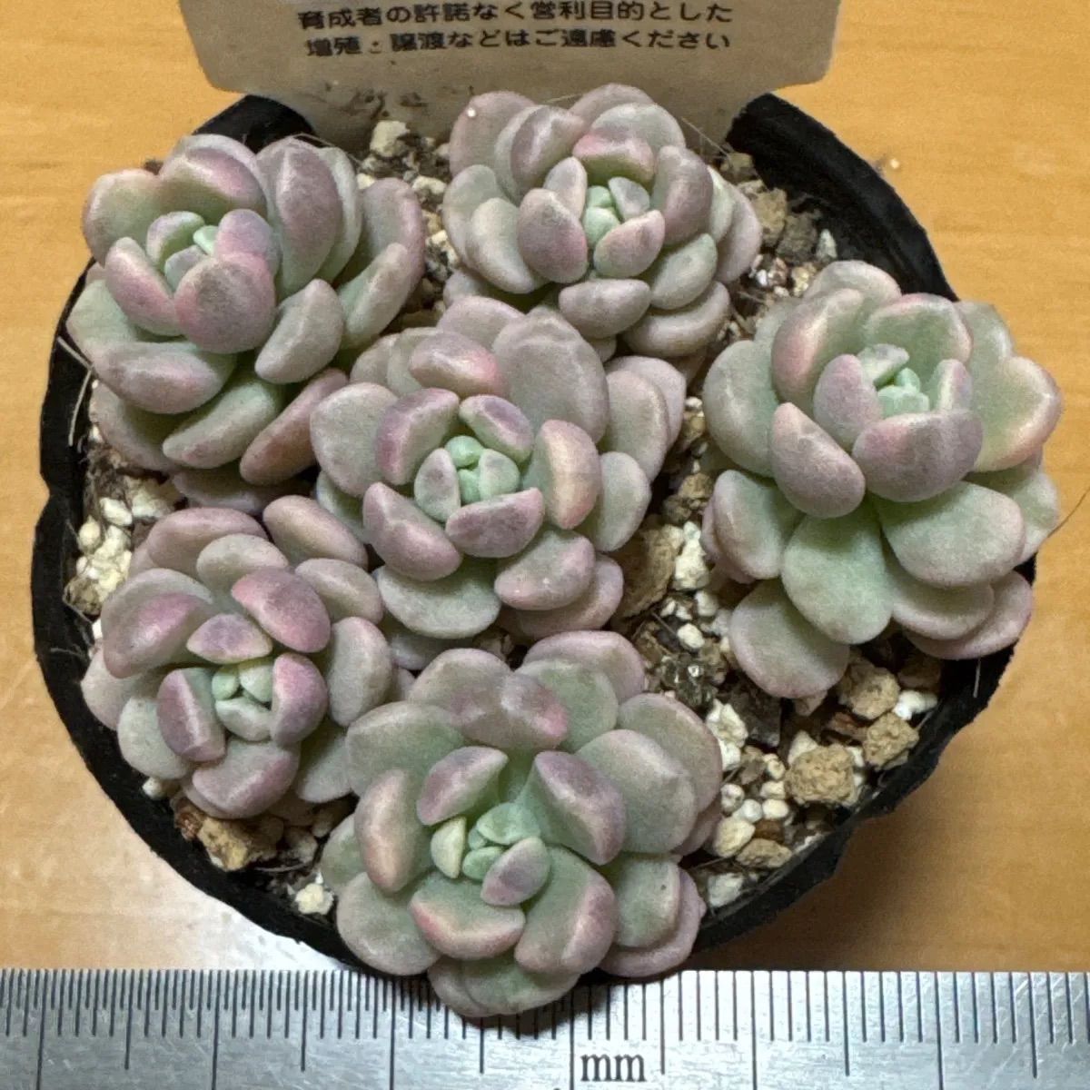 古都の葉さん苗❣️小桃いろは❣️札付き❗️多肉植物 ポットまま