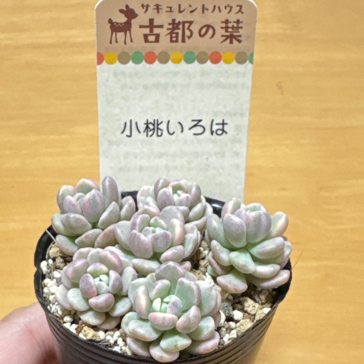 古都の葉さん苗❣️小桃いろは❣️札付き❗️多肉植物 ポットまま