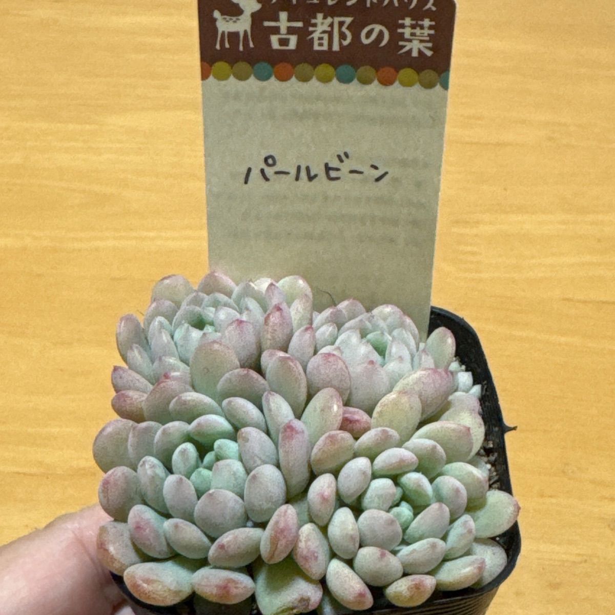 古都の葉さん苗❣️パールビーン❣️札付き❗️多肉植物 抜き苗 - メルカリ