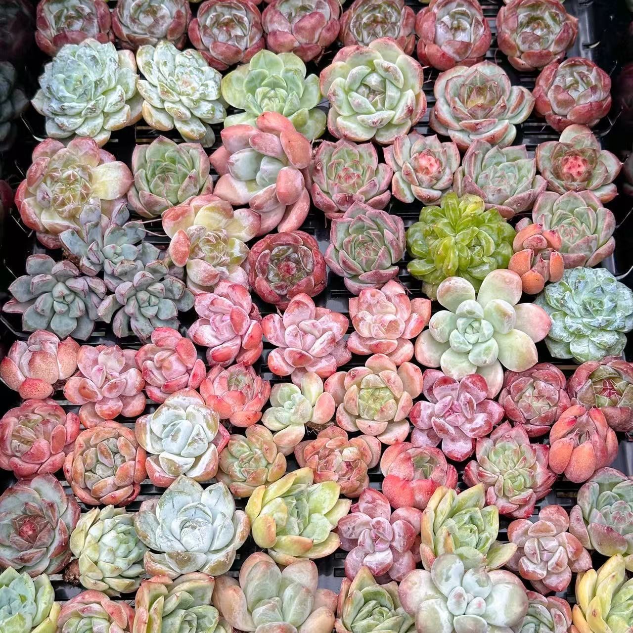 大人気 多肉植物 エケベリア 5苗セット 超美苗 レア種 - メルカリ