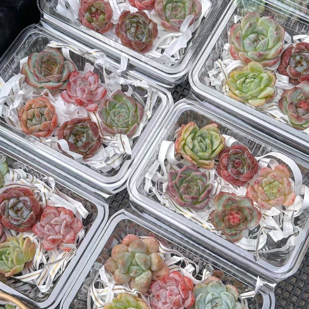 大人気 多肉植物 エケベリア 5苗セット 超美苗 レア種 - メルカリ