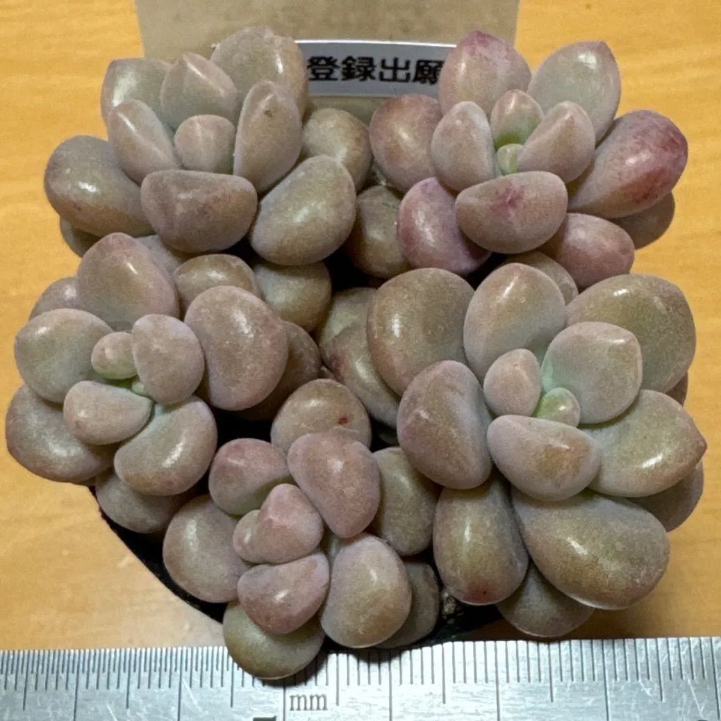 古都の葉さん苗❣️希少種❣️ぶどうのほっぺ❣️札付き❗️多肉植物