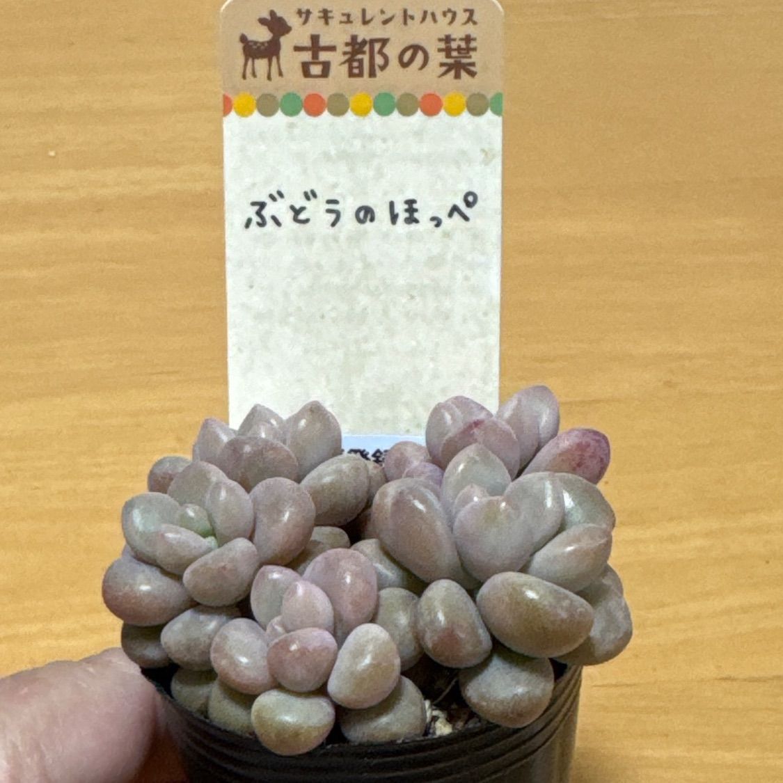 古都の葉さん苗❣️希少種❣️ぶどうのほっぺ❣️札付き❗️多肉植物