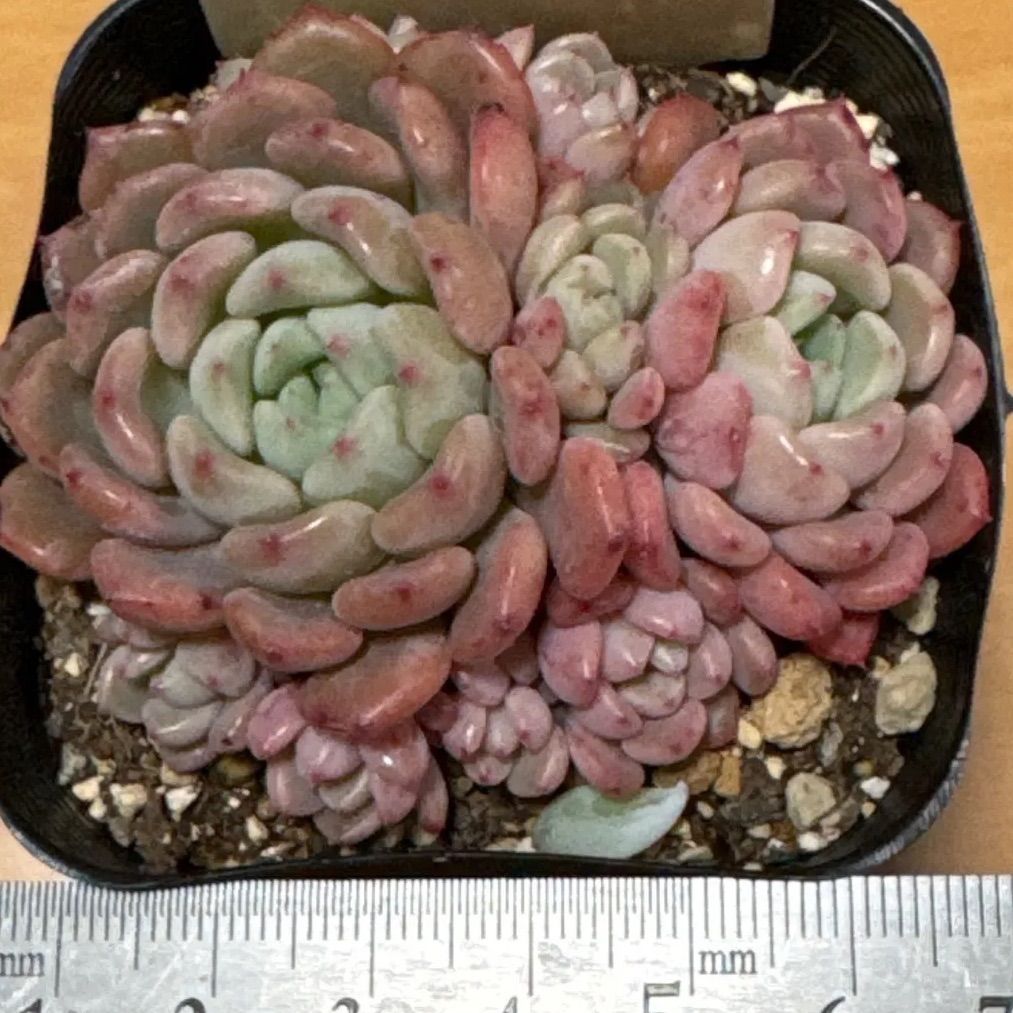 古都の葉さん苗❣️キュートバブル❣️札付き❗️多肉植物 抜き苗