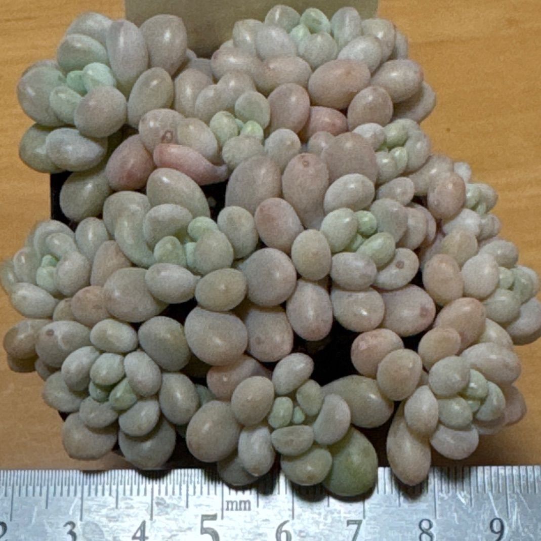 古都の葉さん苗❣️ROCOCO❣️札付き❗️多肉植物 抜き苗 - メルカリ