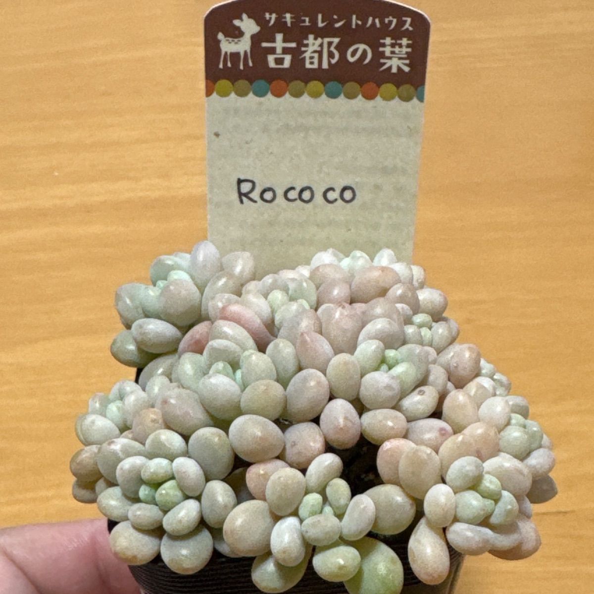 古都の葉さん苗❣️ROCOCO❣️札付き❗️多肉植物 抜き苗 - メルカリ