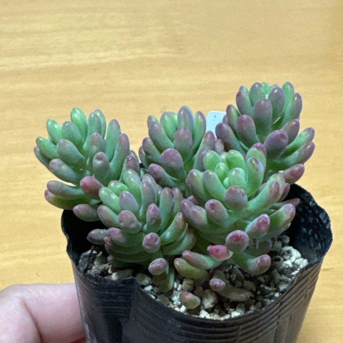 スプリングワンダー×乙女心❣️札付き❗️多肉植物 抜き苗 - メルカリ