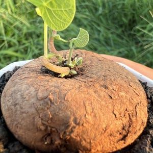 大特価 直輸入 ステファニア スベローサ 小球 コーデックス 塊根 植物