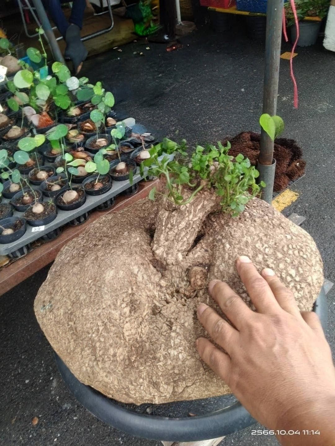 大特価 直輸入 ステファニア スベローサ 小球 コーデックス 塊根 植物