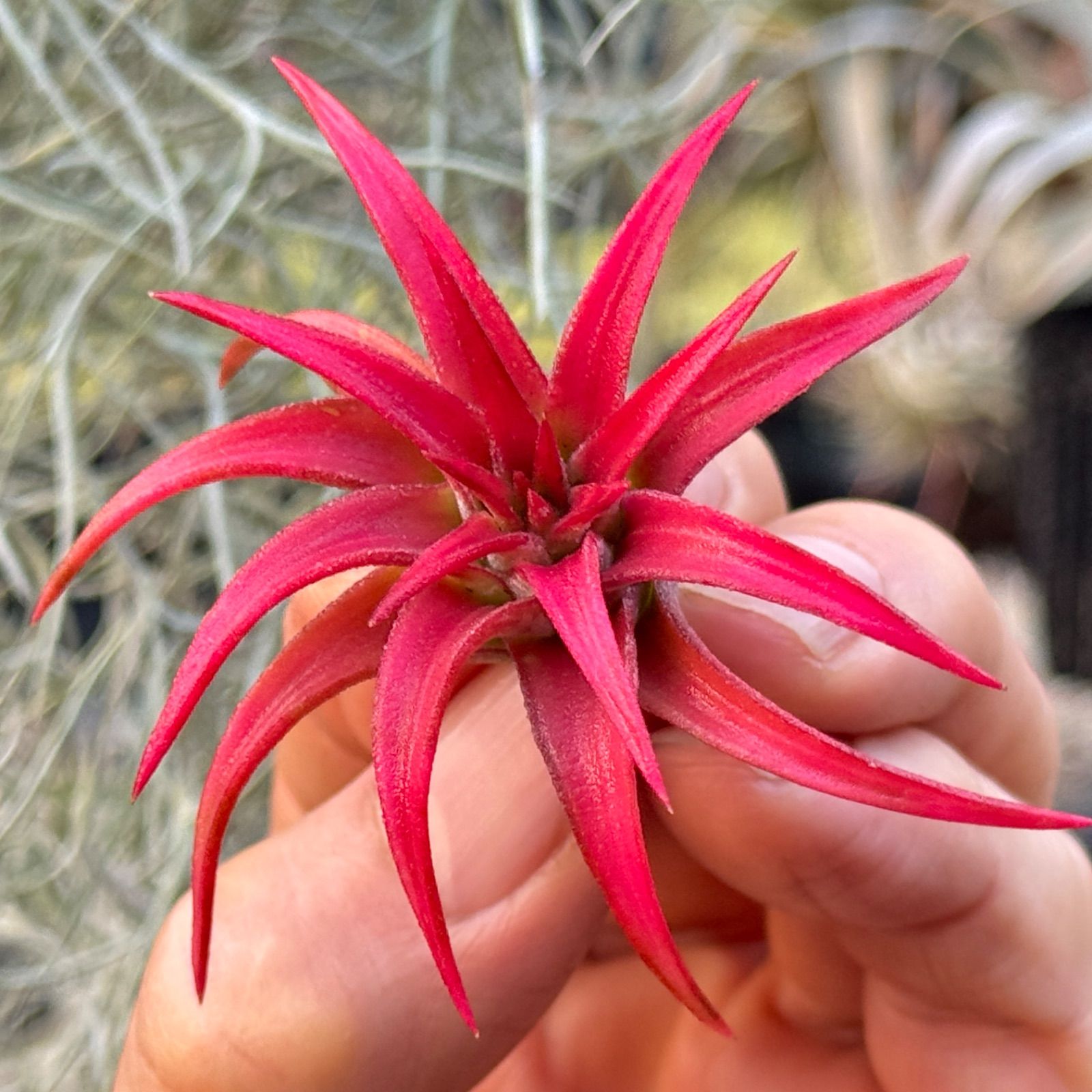 現品＊ 濃いピンクに染まるタイプ＊ 低温下で紅葉進行中＊ チランジア
