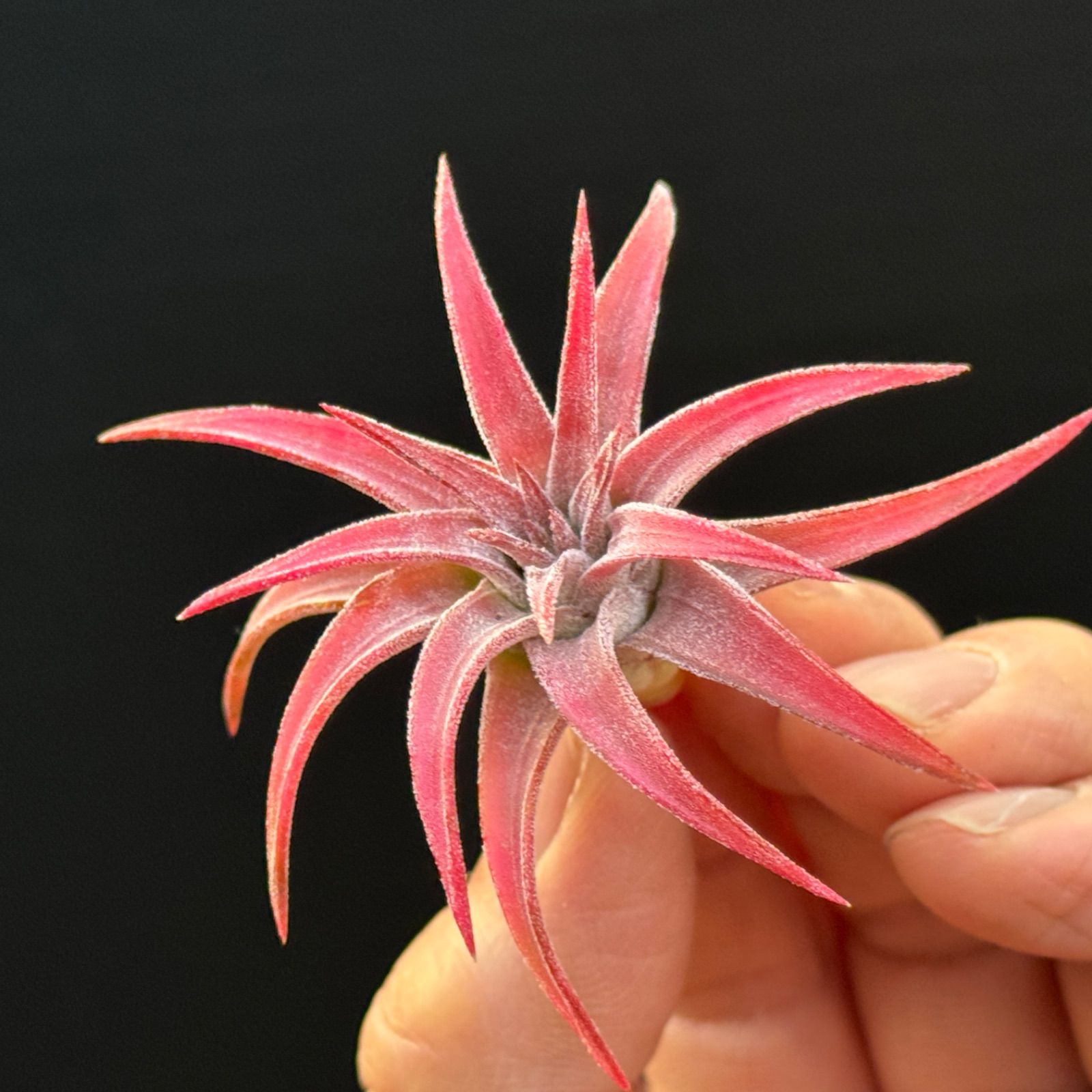 現品＊ 濃いピンクに染まるタイプ＊ 低温下で紅葉進行中＊ チランジア