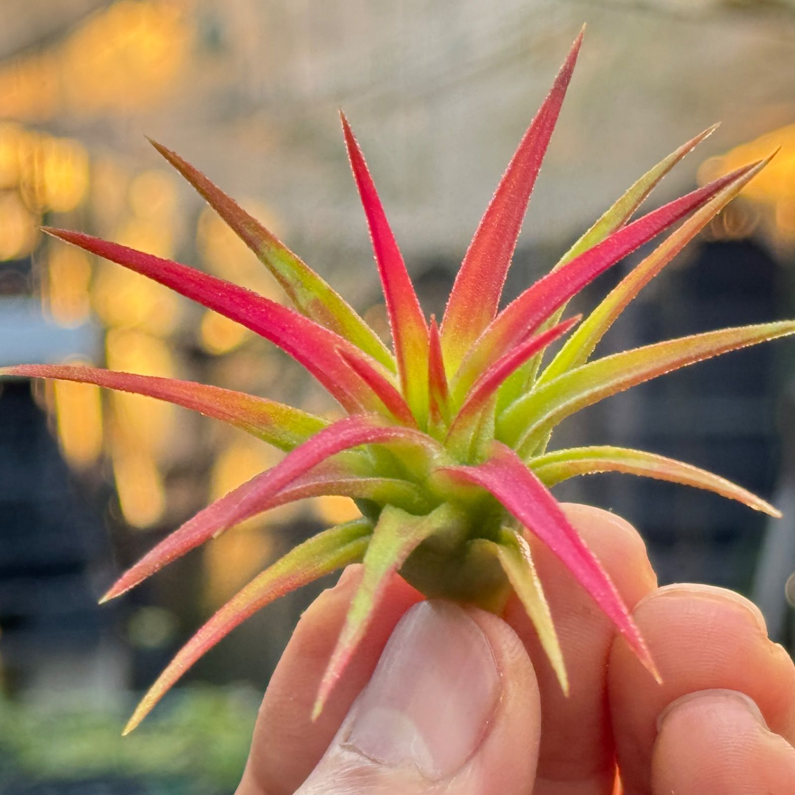 現品＊ 低温下で紅葉進行中＊ チランジア イオナンタ バンハイニンギー