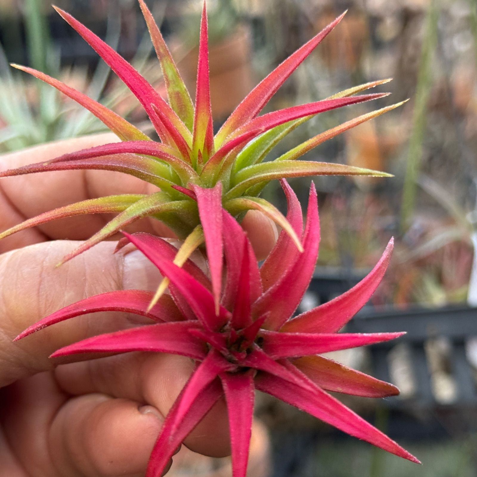 現品＊ 低温下で紅葉進行中＊ チランジア イオナンタ バンハイニンギー