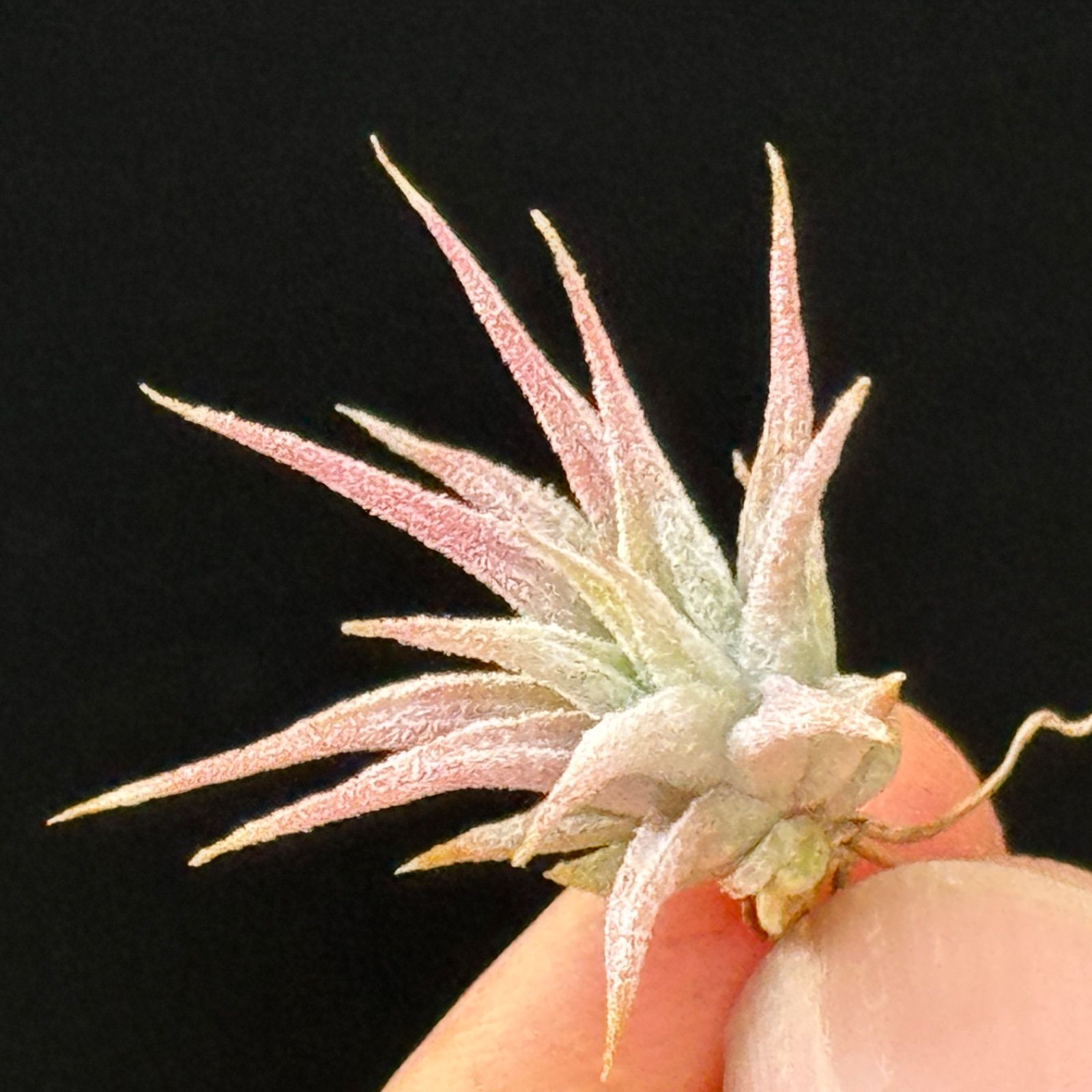 現品＊ ミニ株＊ トリコームたっぷり＊ チランジア イオナンタ ヘッジ