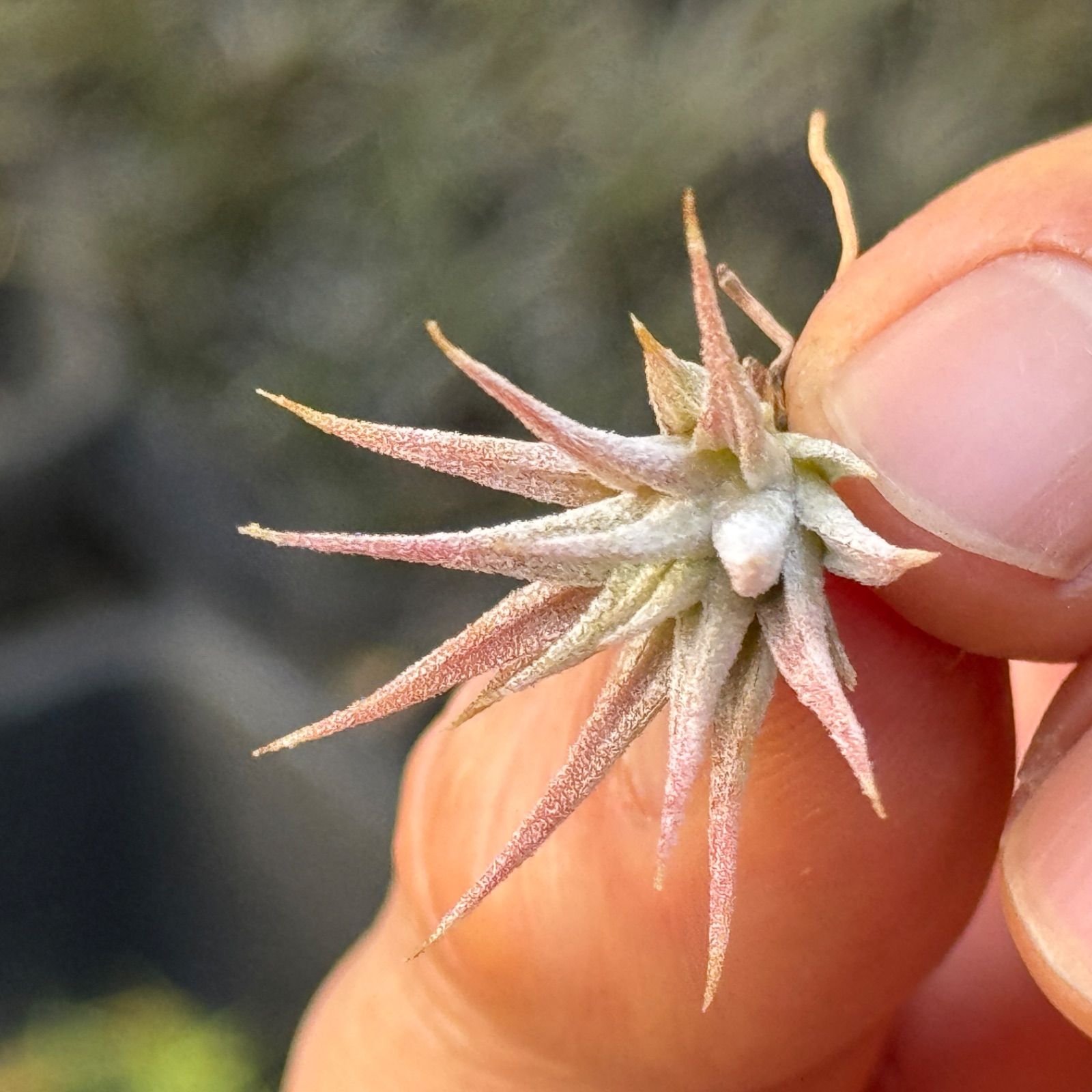 ionantha イオナンタ Hedgehog チランジア ヘッジホッグ Tillandsia