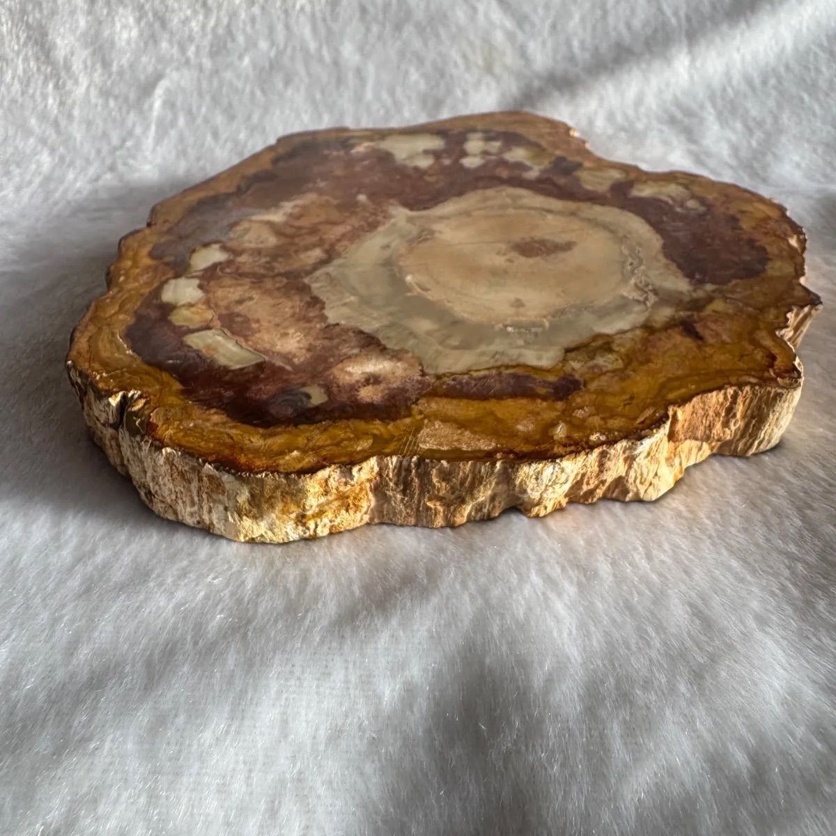 ペトリファイドウッド 珪化木𓂃‪𓏸フォロワー様限定クーポン発行中‬