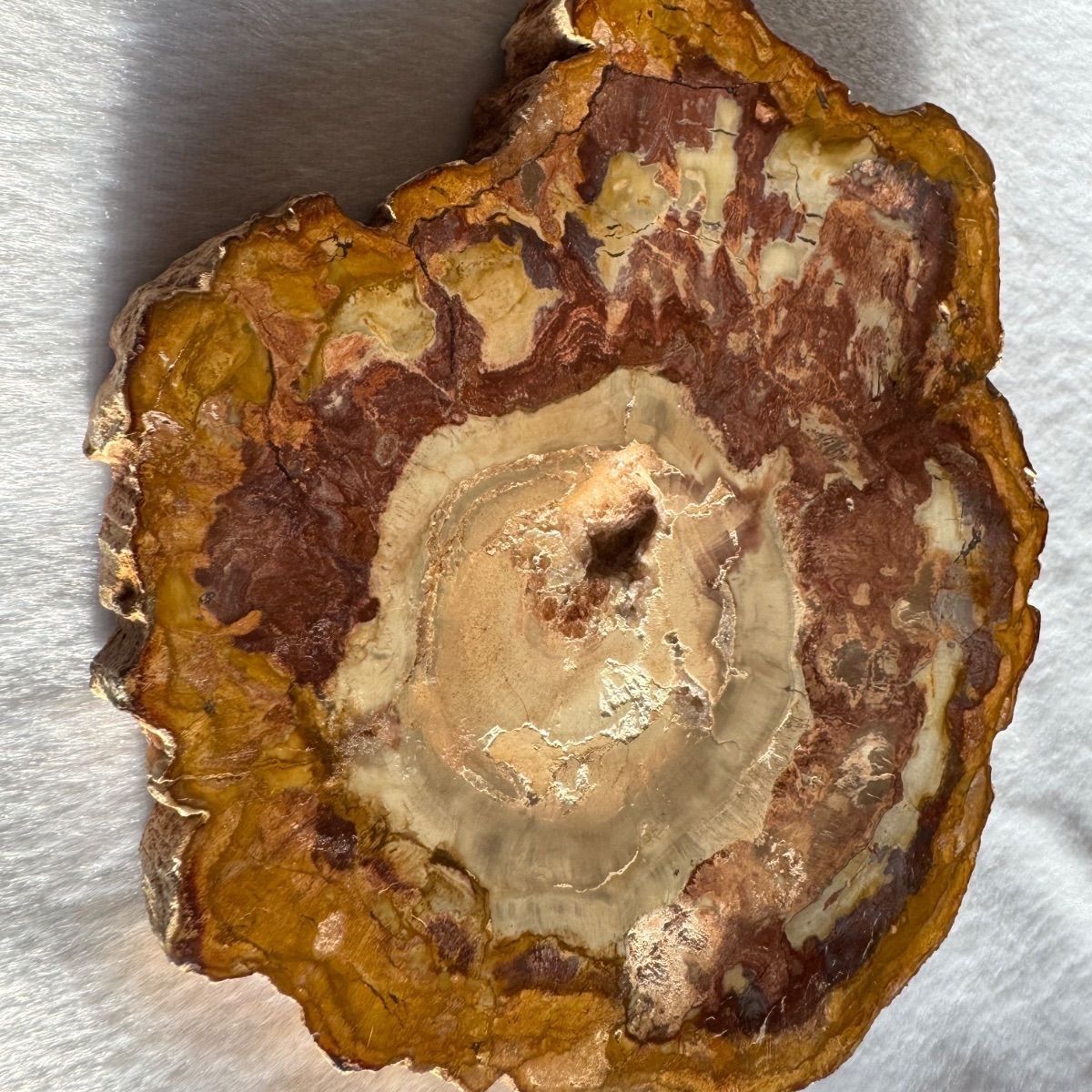 ペトリファイドウッド 珪化木𓂃‪𓏸フォロワー様限定クーポン発行中‬