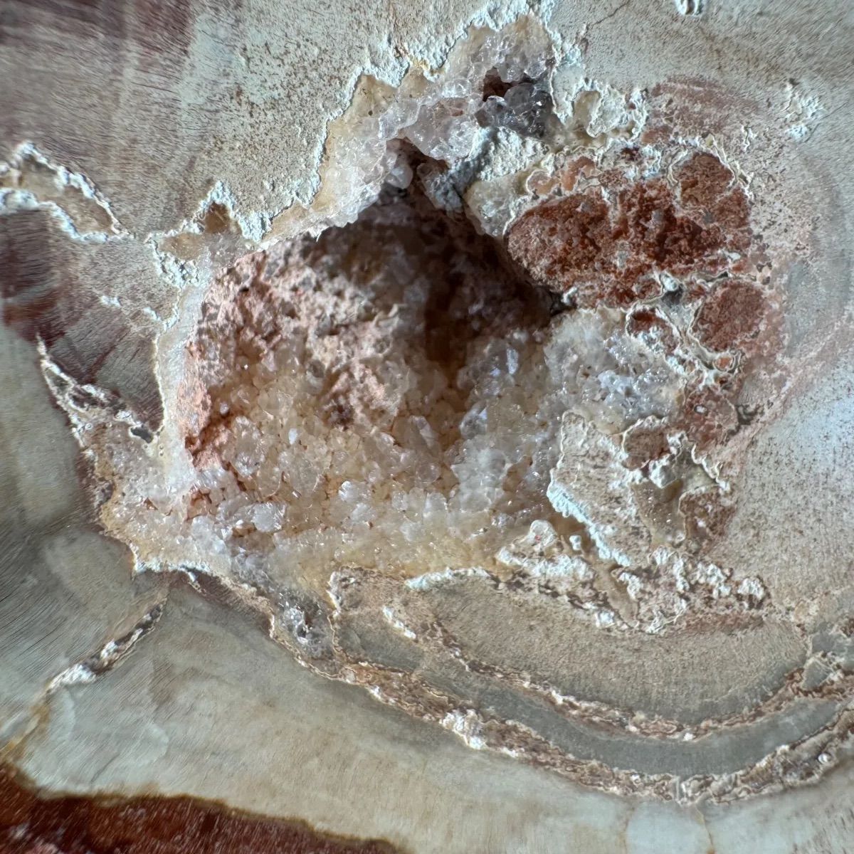 ペトリファイドウッド 珪化木𓂃‪𓏸フォロワー様限定クーポン発行中‬