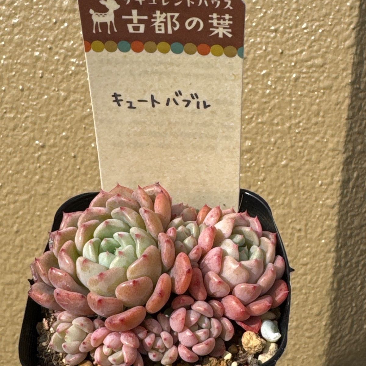 古都の葉さん 命名株 3種セット メルカリ便 札付き・抜き苗 古都の葉さん苗❣️キュートバブル❣️札付き❗️多肉植物 抜き苗