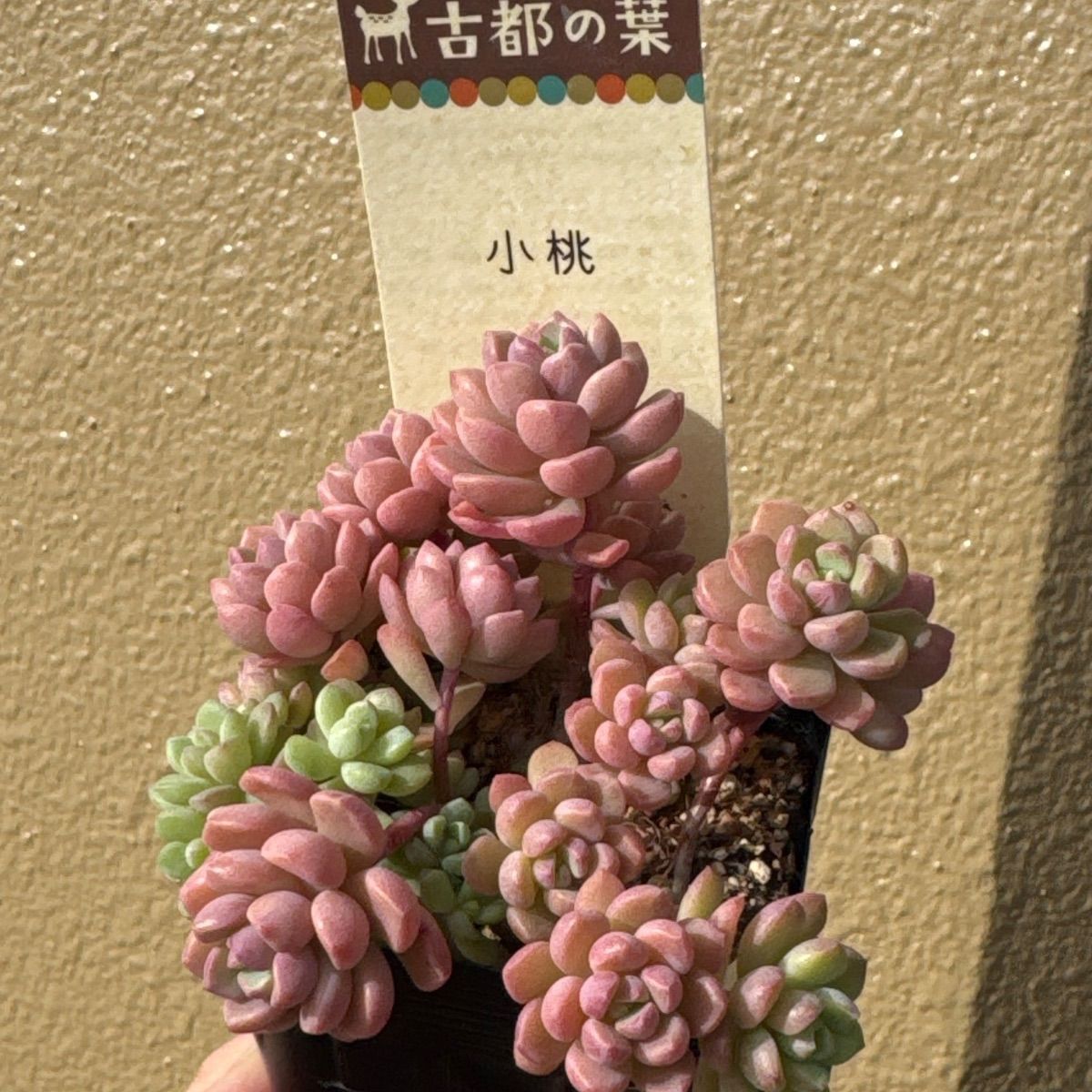 古都の葉さん苗❣️小桃❣️札付き❗️多肉植物 抜き苗 - メルカリ