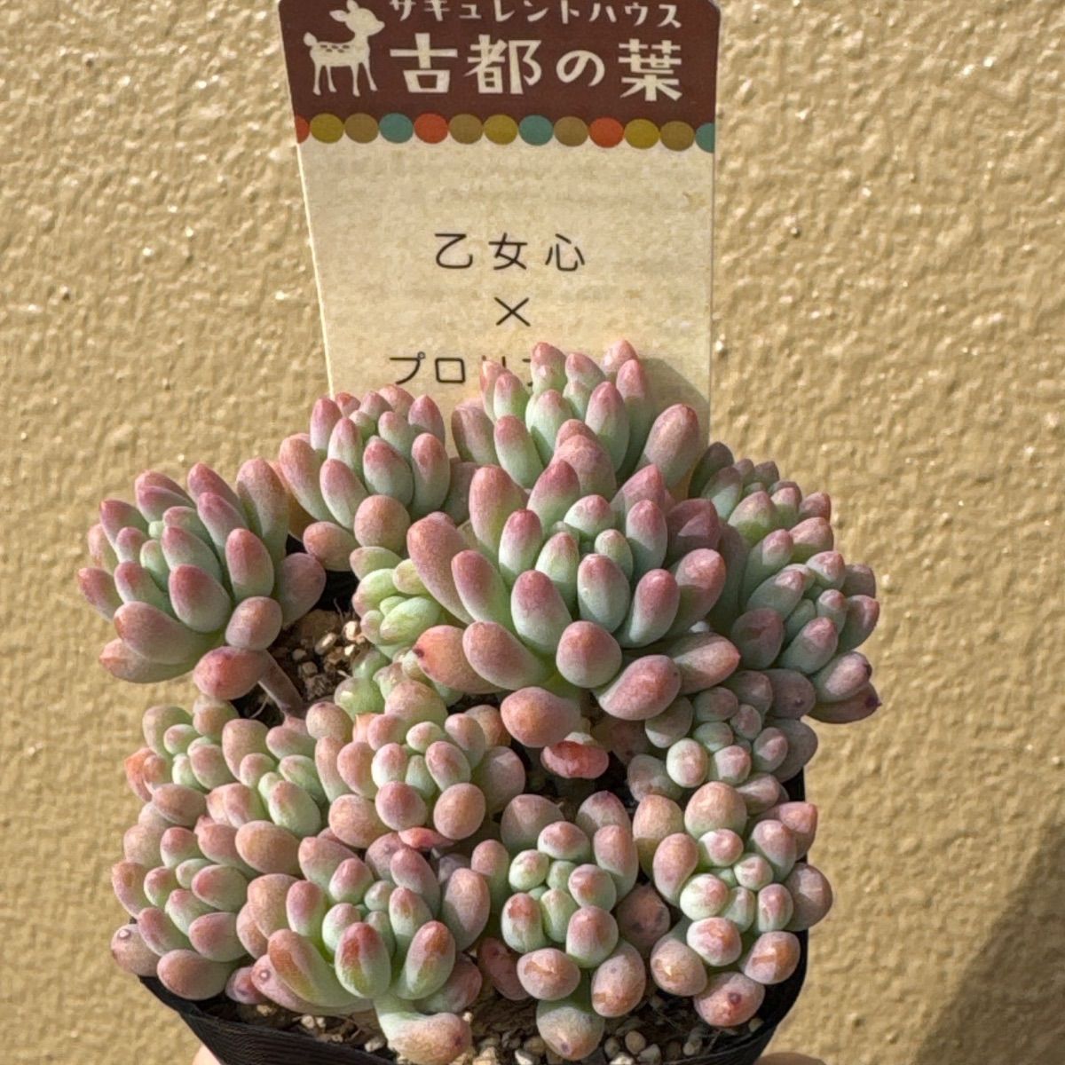 古都の葉さん苗❣️乙女心×プロリフィカ❣️札付き❗️多肉植物 抜き苗