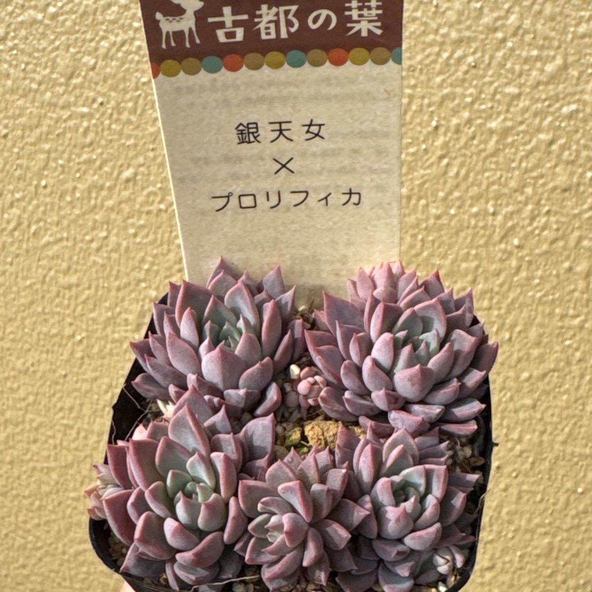 古都の葉さん苗❣️銀天女×プロリフィカ❣️札付き❗️多肉植物 抜き苗