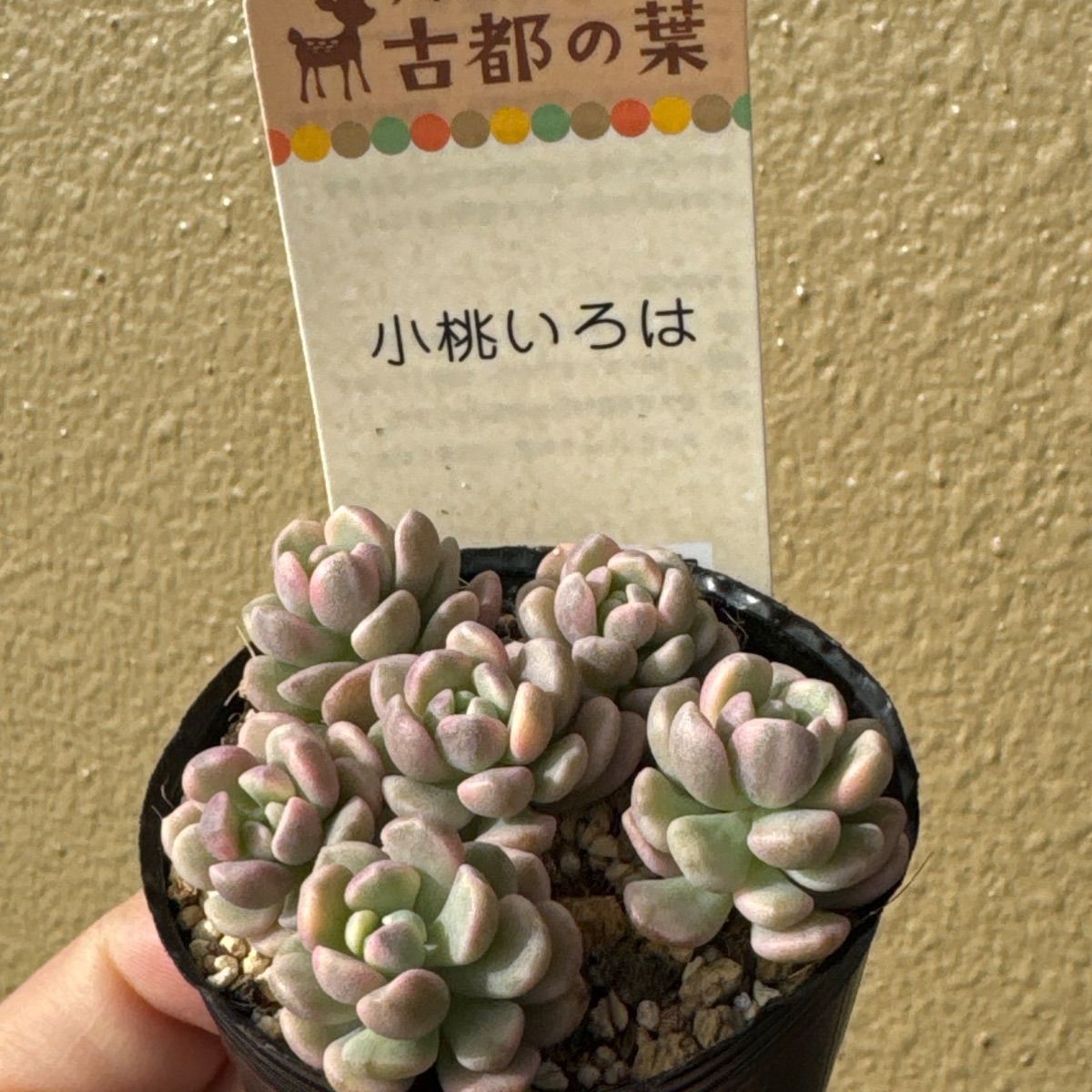 古都の葉 小桃いろは 札付き・抜き苗 【公式通販】