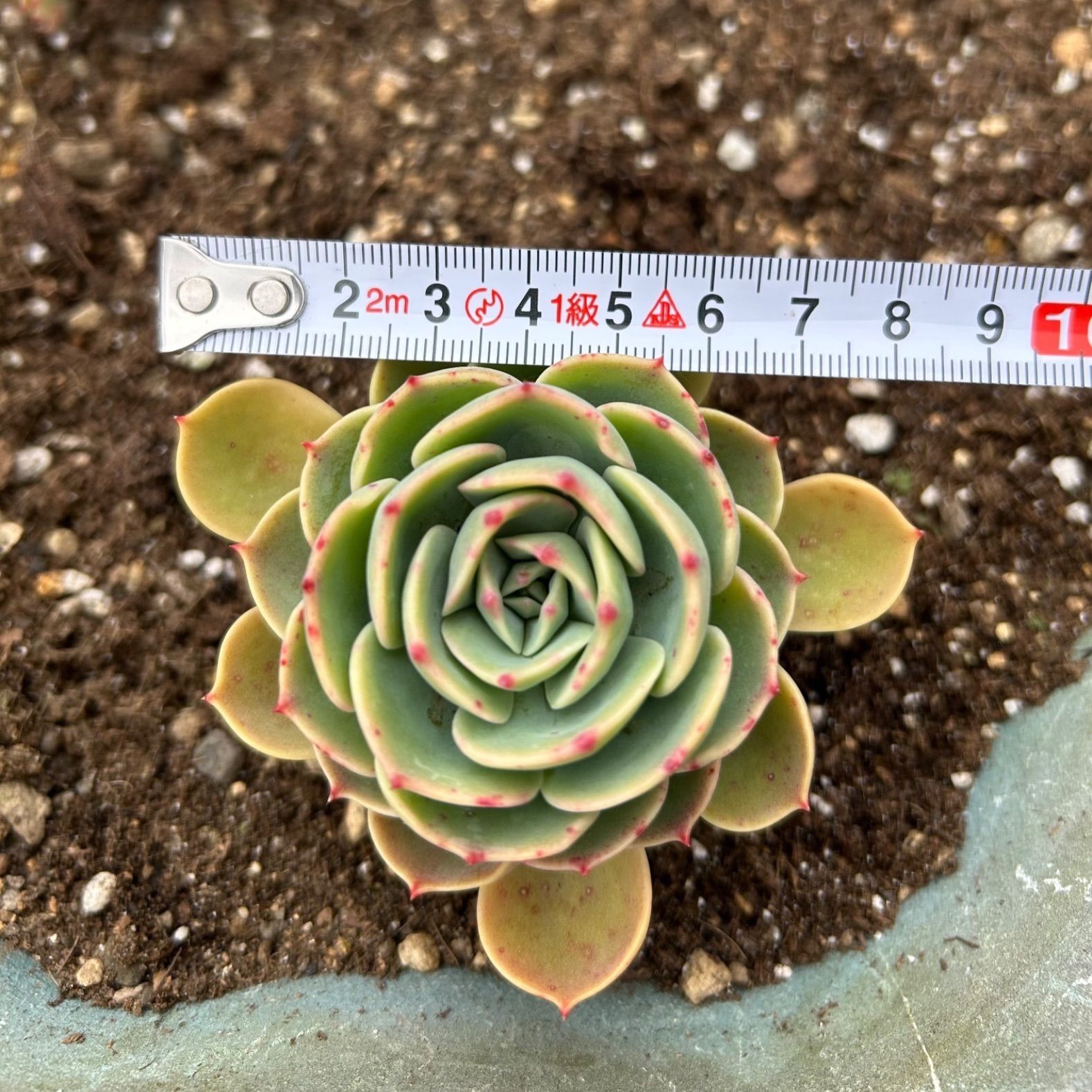 多肉植物 七福神⑤ 子株付き 抜き苗 - メルカリ